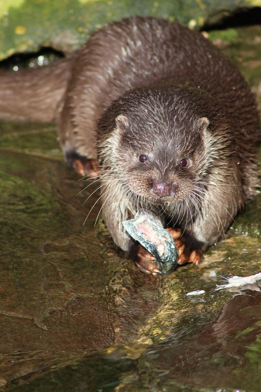Fischotter