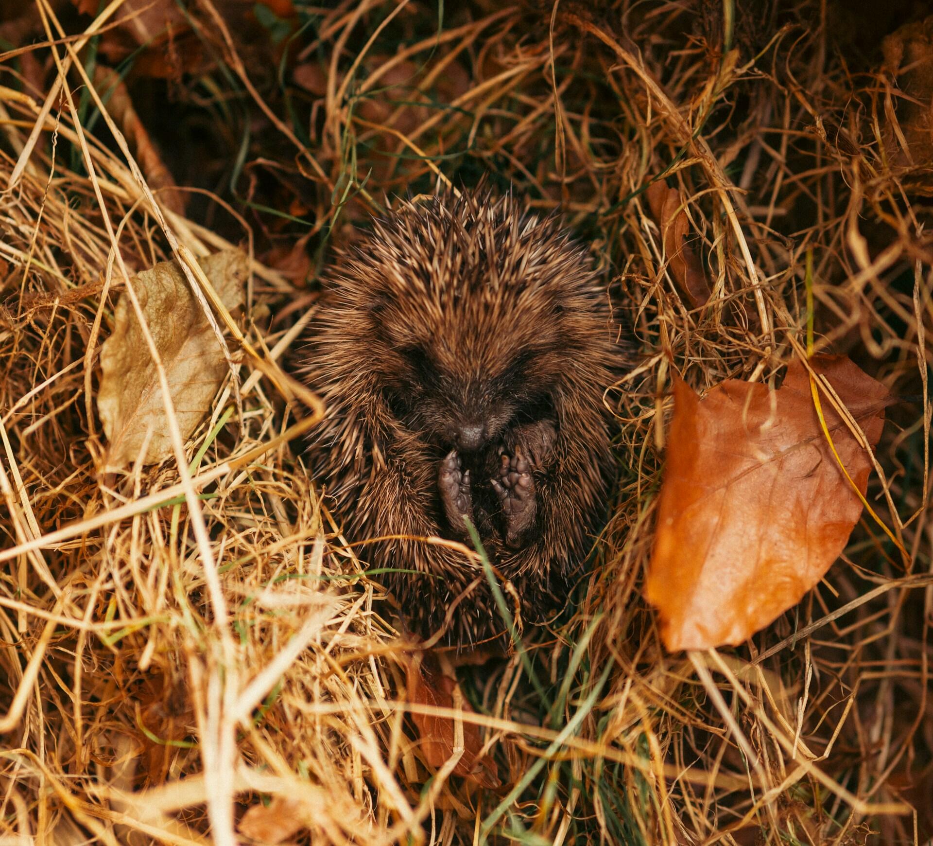 Igel