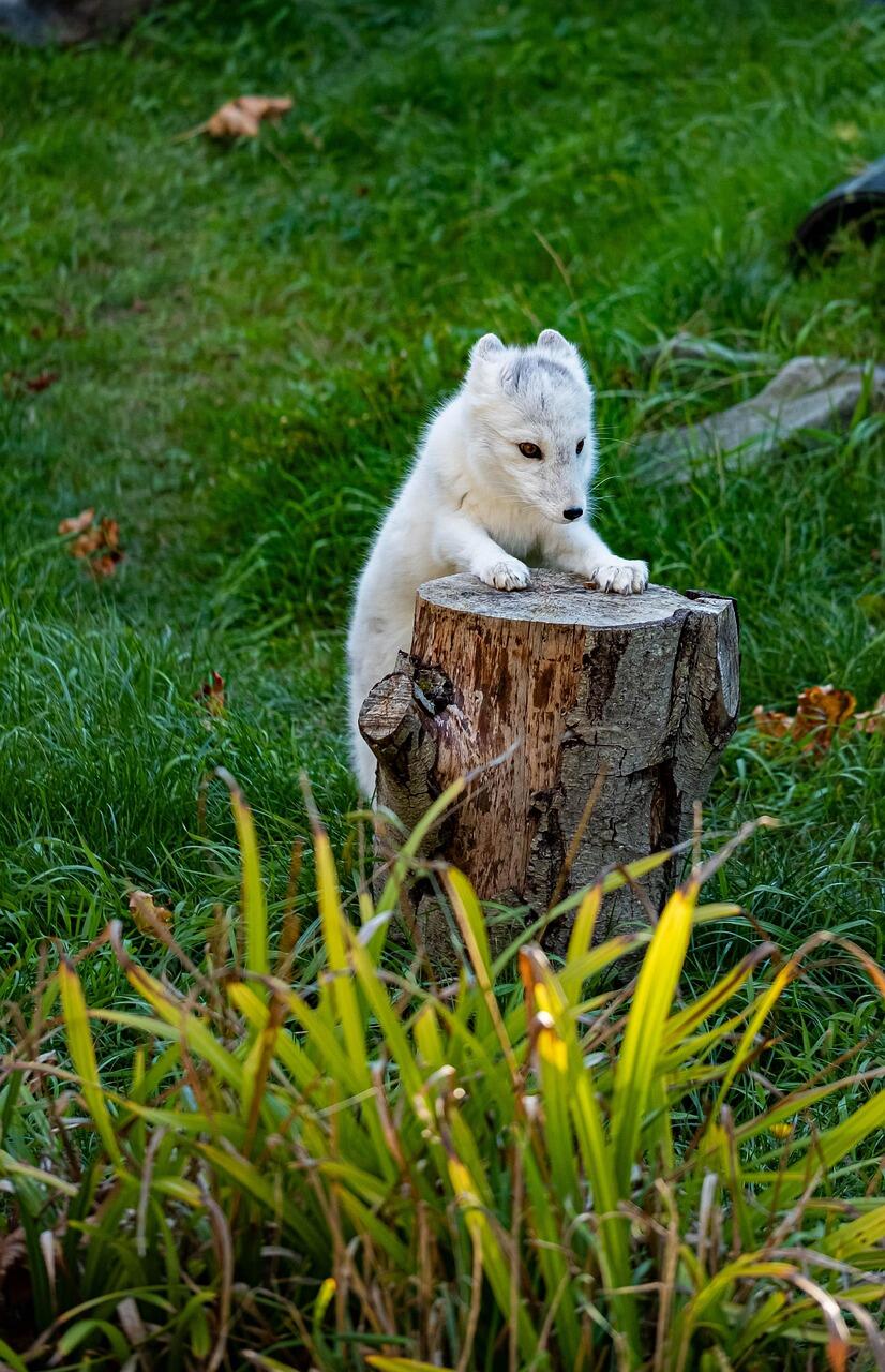 Polarfuchs