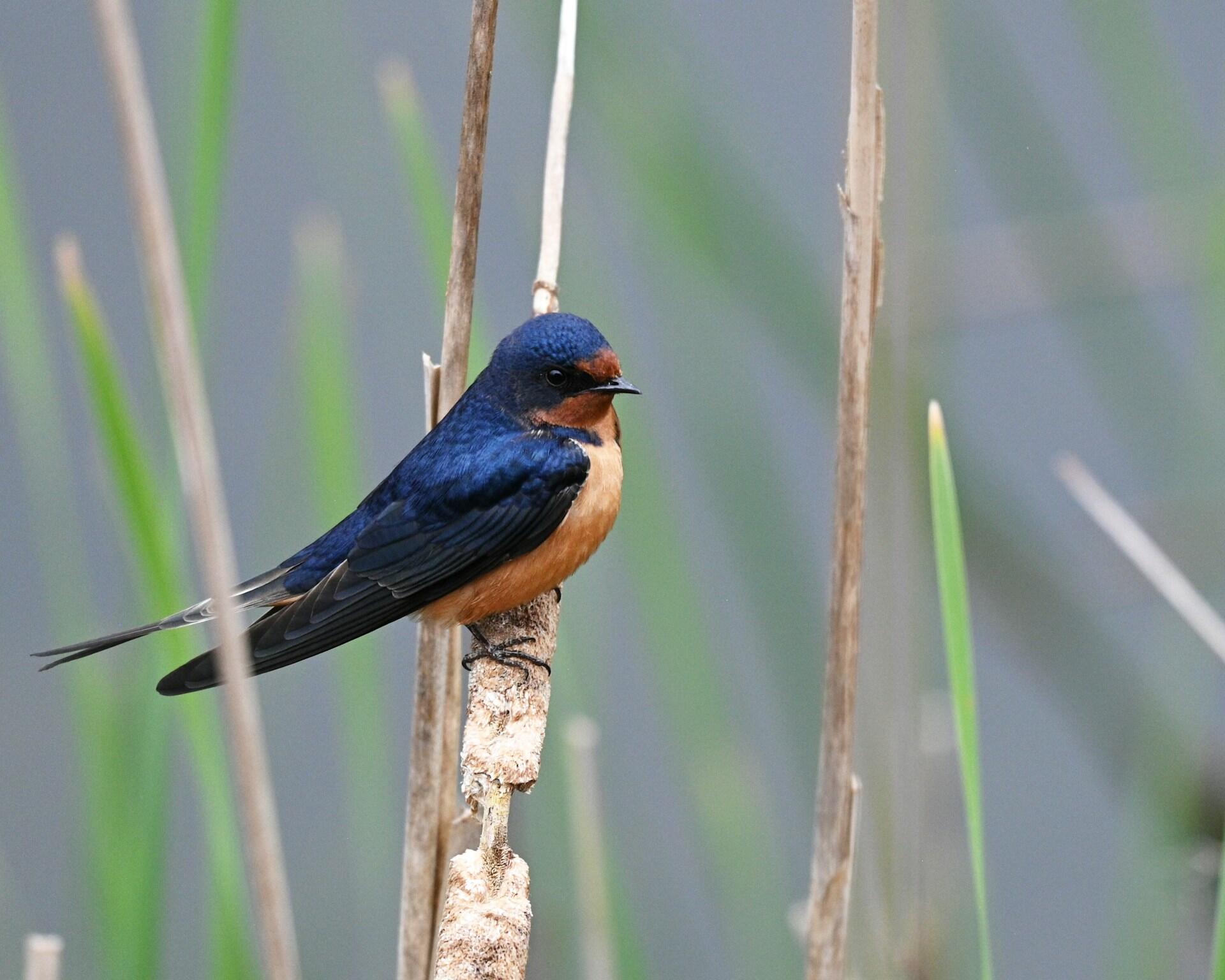 Rauchschwalbe