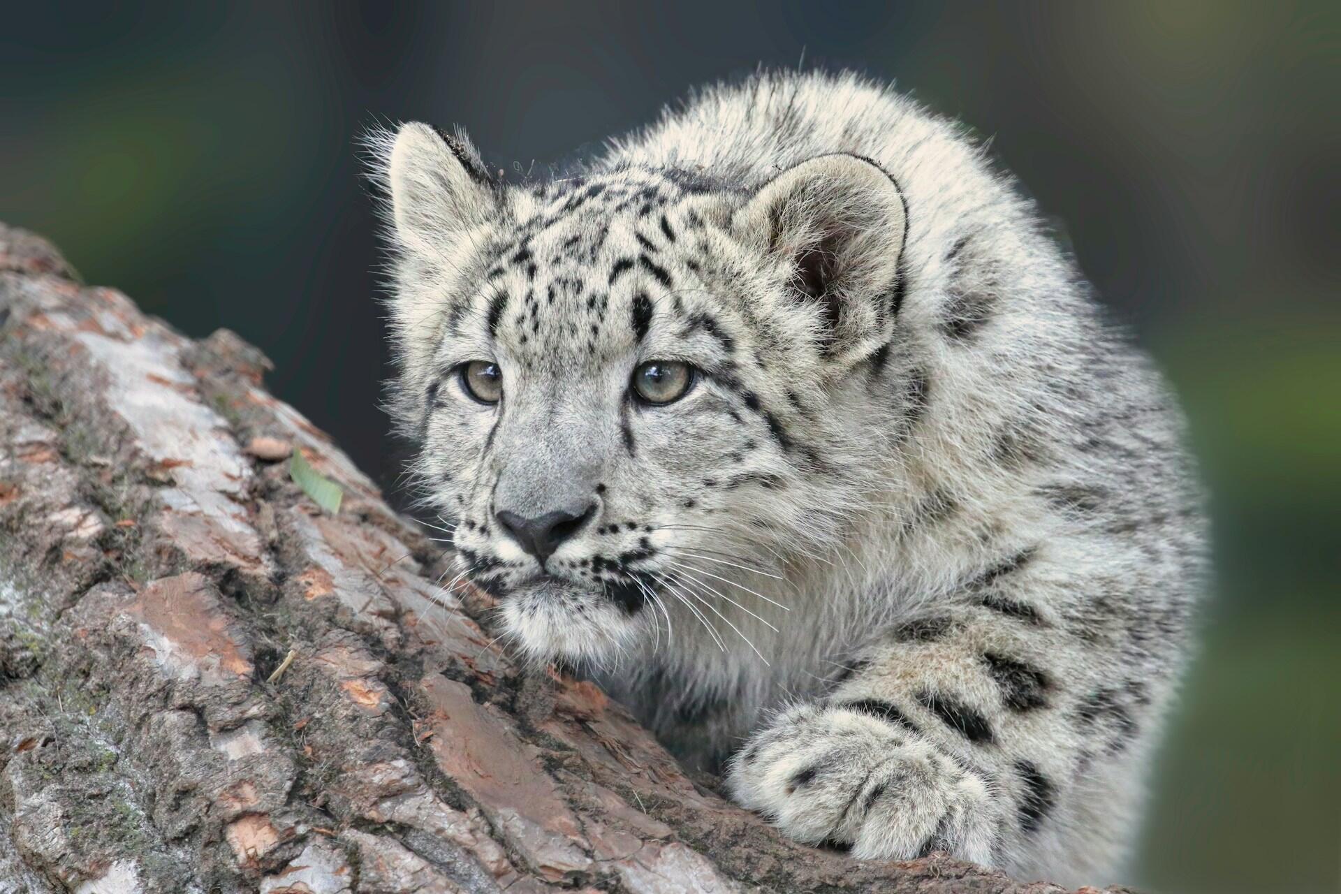 Schneeleopard