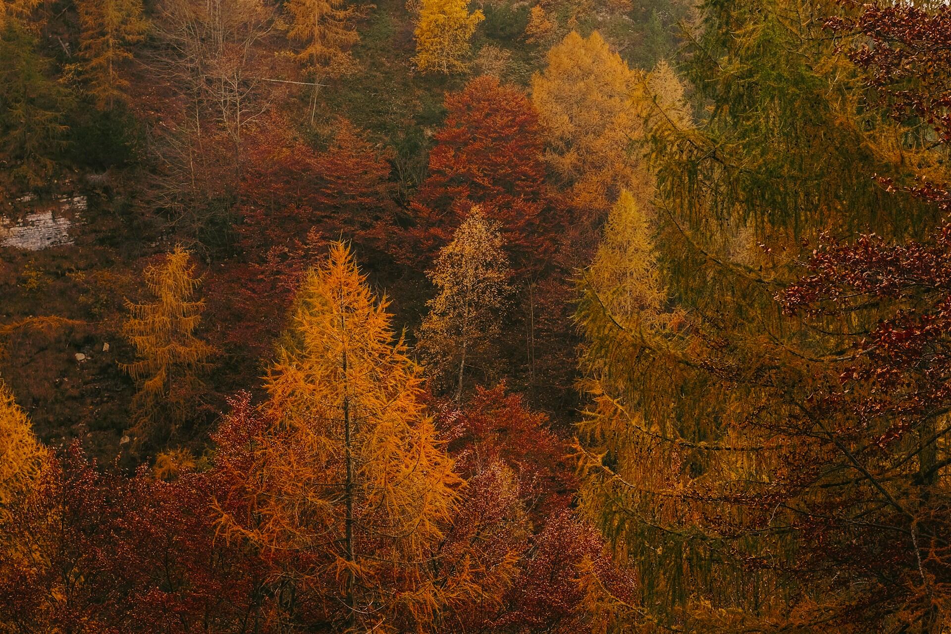Wald im Herbst