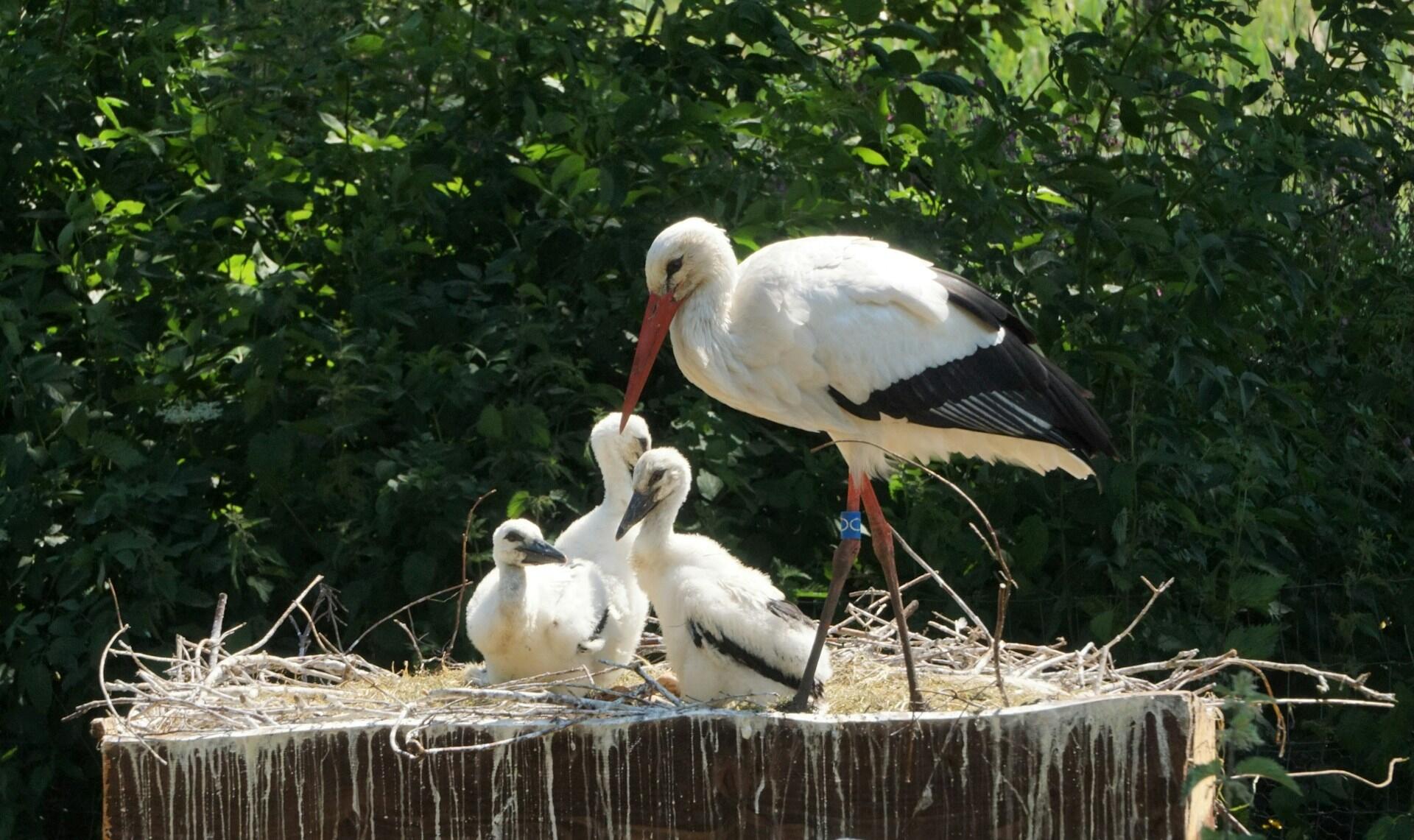 Weißstorch