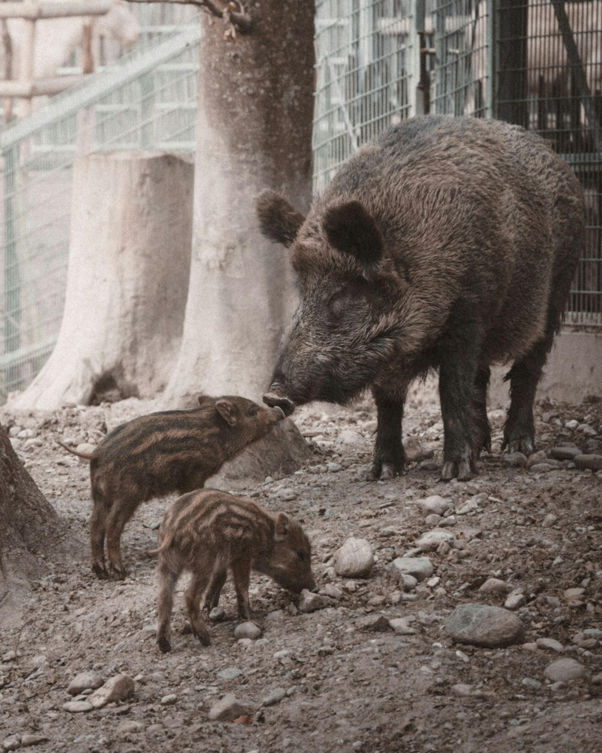 Wildschwein