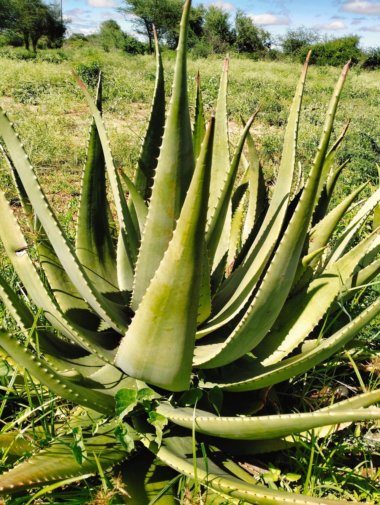 Aloe Vera in grüner Umgebung