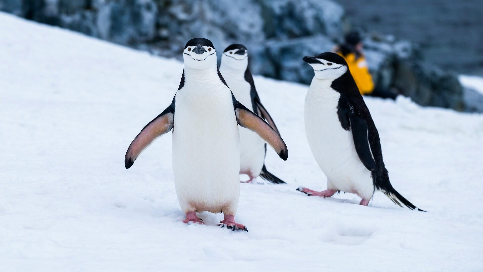 Drei Pinguine im Schnee