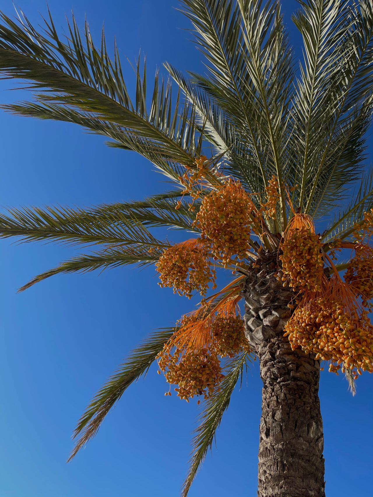 Dattel Palme vor blauem Himmel