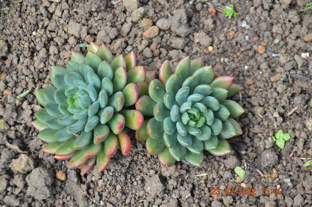 Echeveria auf steinigem Boden