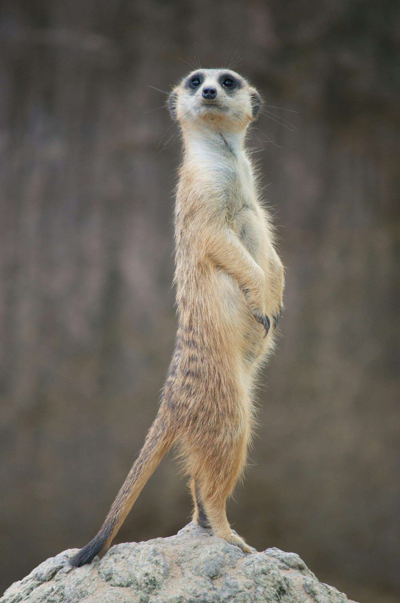 Erdmännchen auf einem Felsen