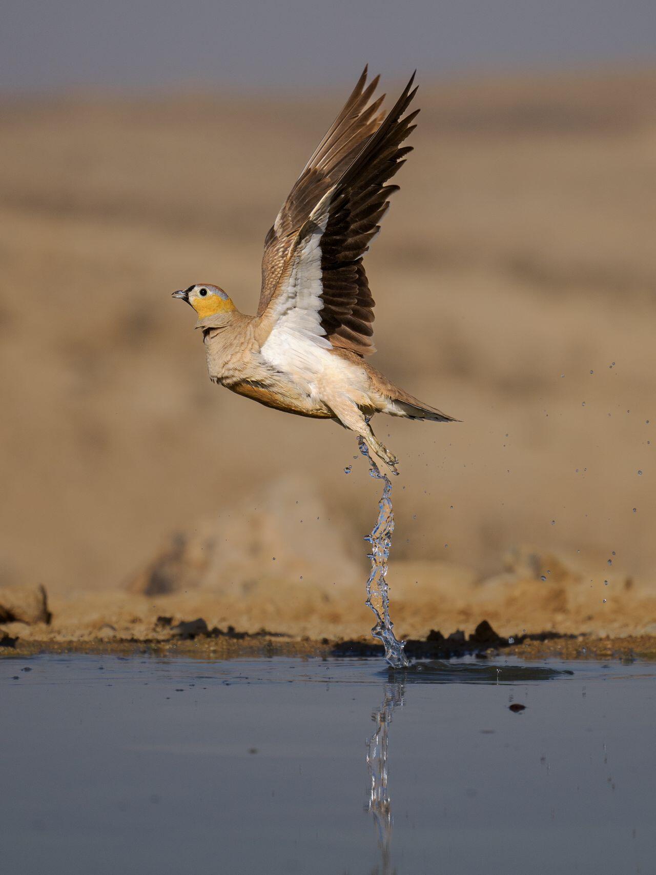 Flughuhn