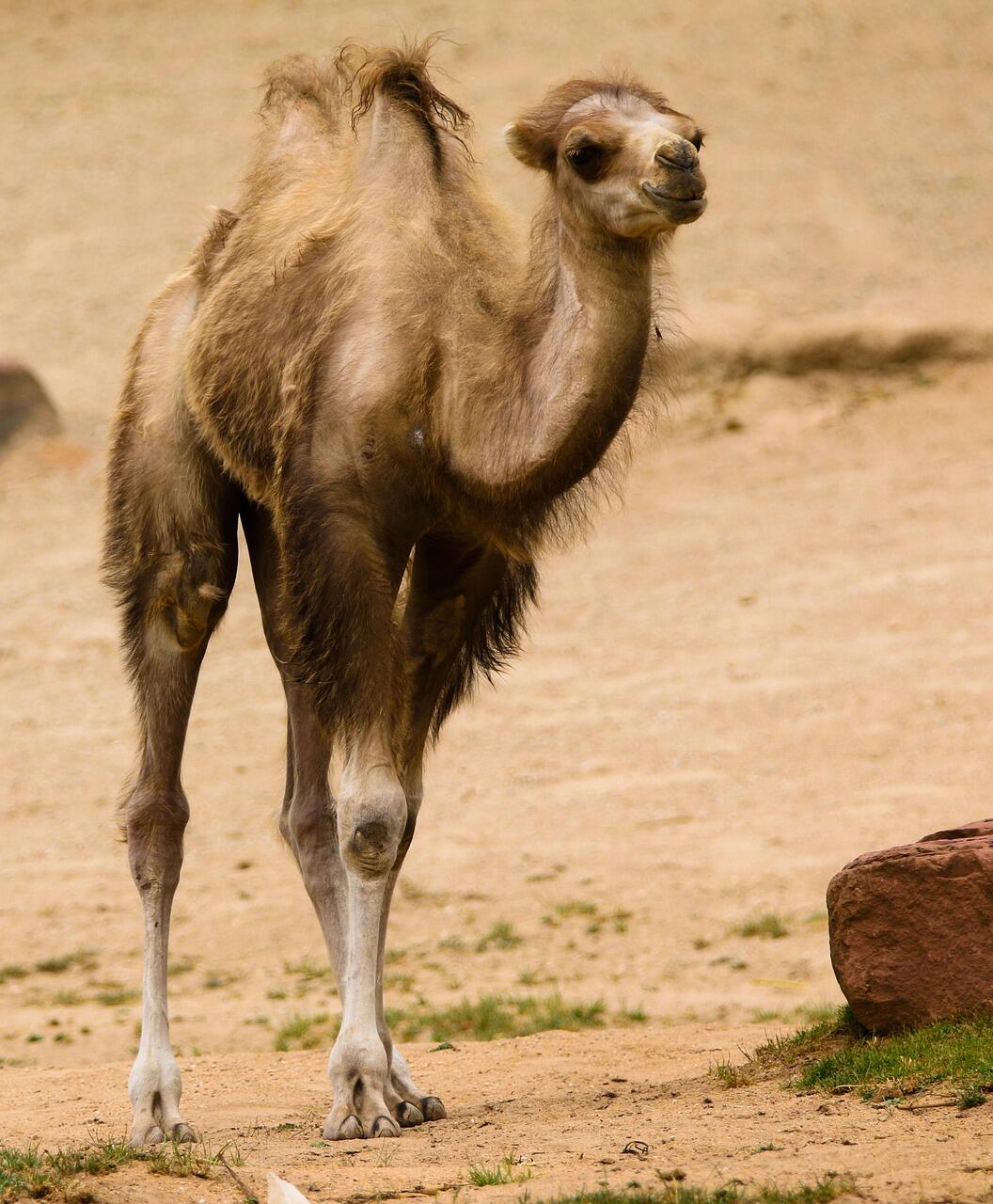 Kamel