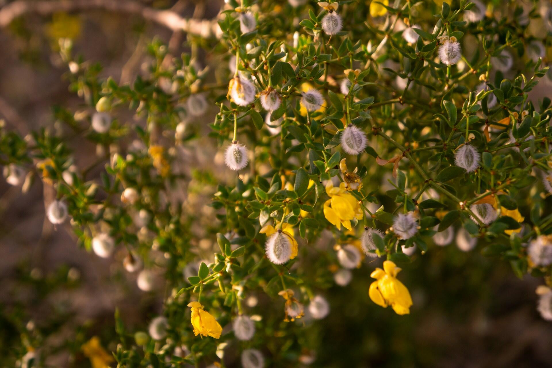 Kreosotbusch mit gelben Blüten