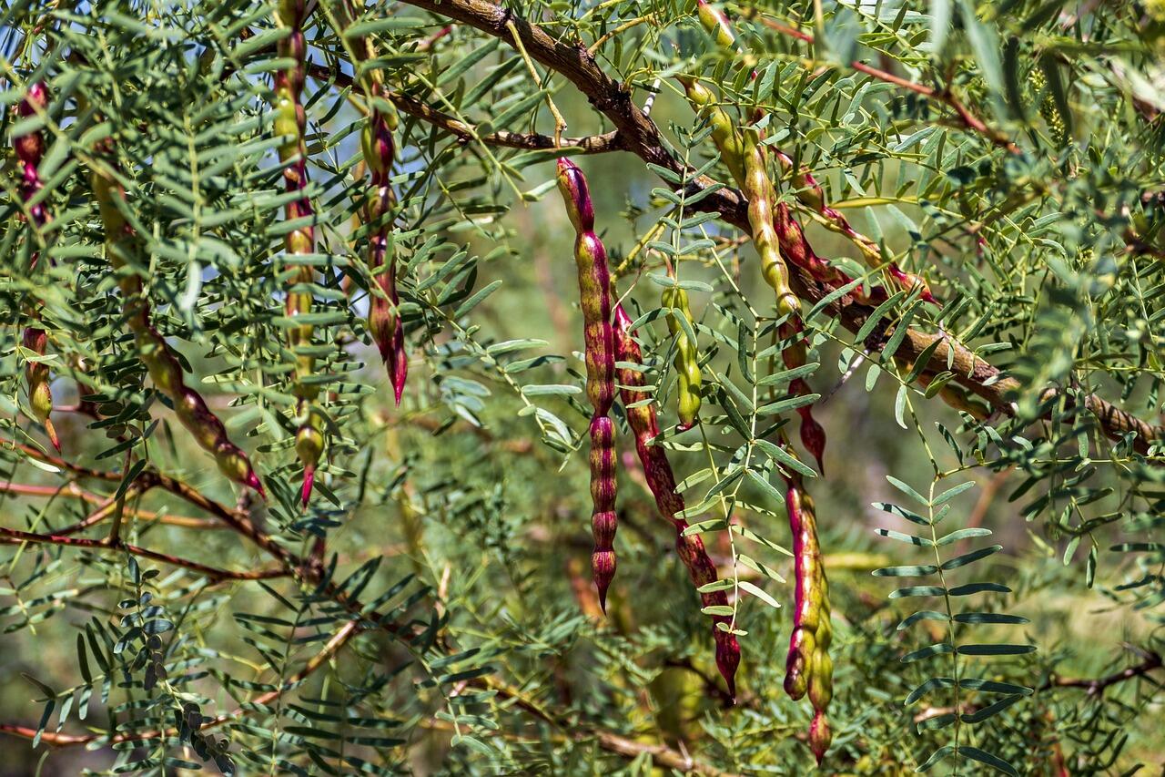 Nahaufnahme der Zweige von einem Mesquite Baum