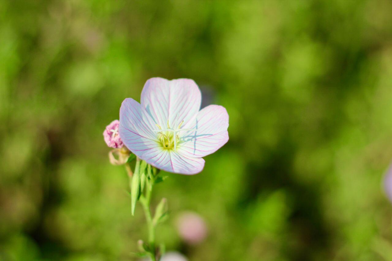 Blüte einer Oenothera