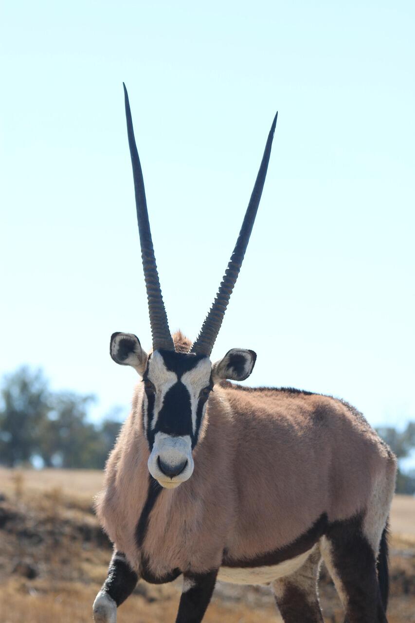 Oryxantilope