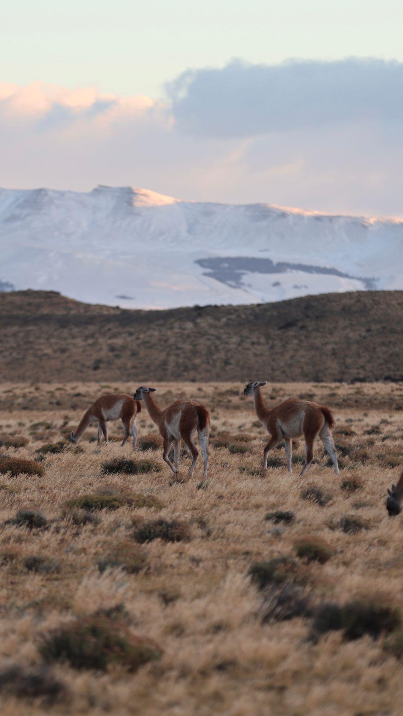 Lamas auf trockenem Gras vor einem verschneiten Berg