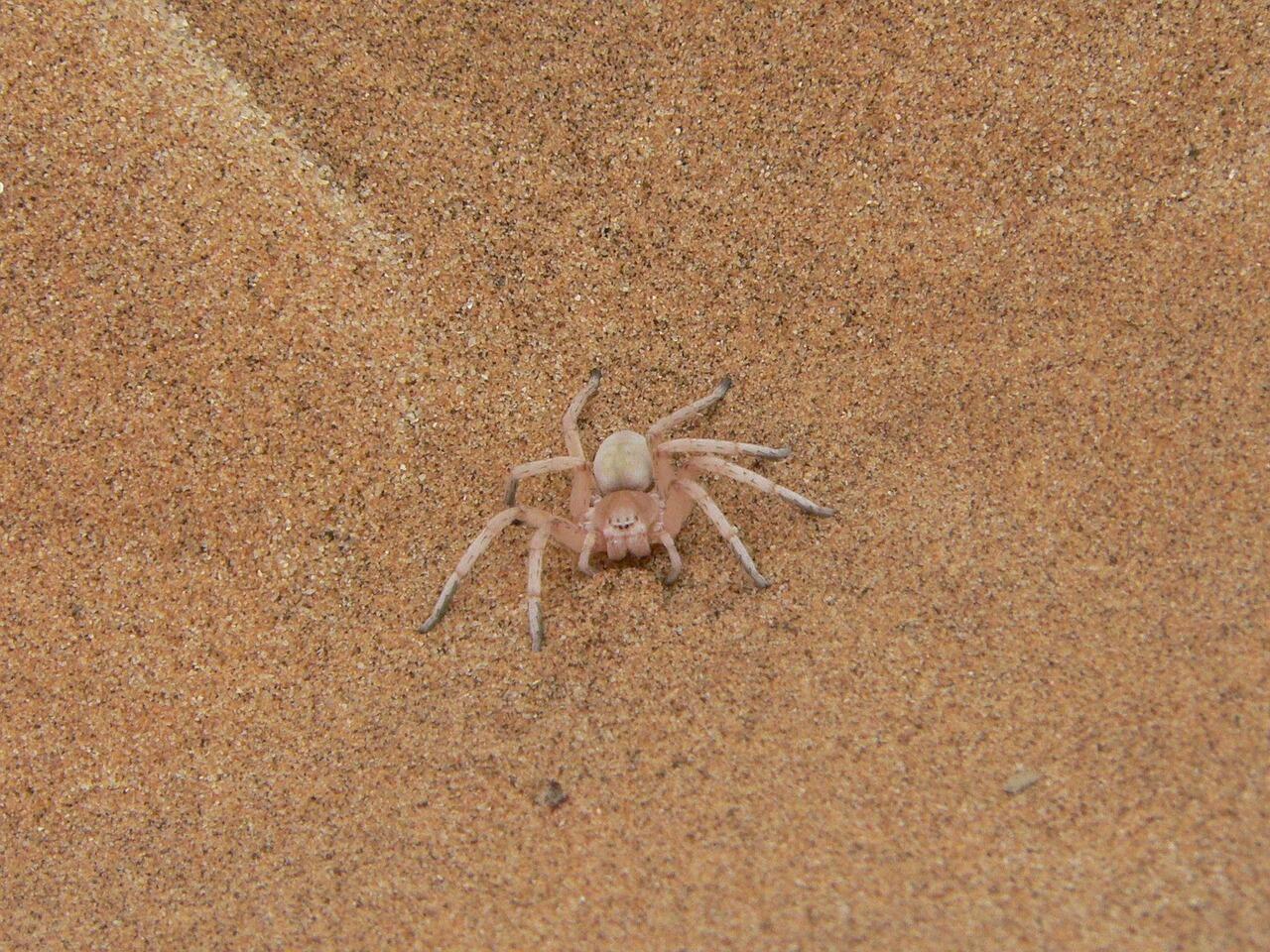 Radspinne