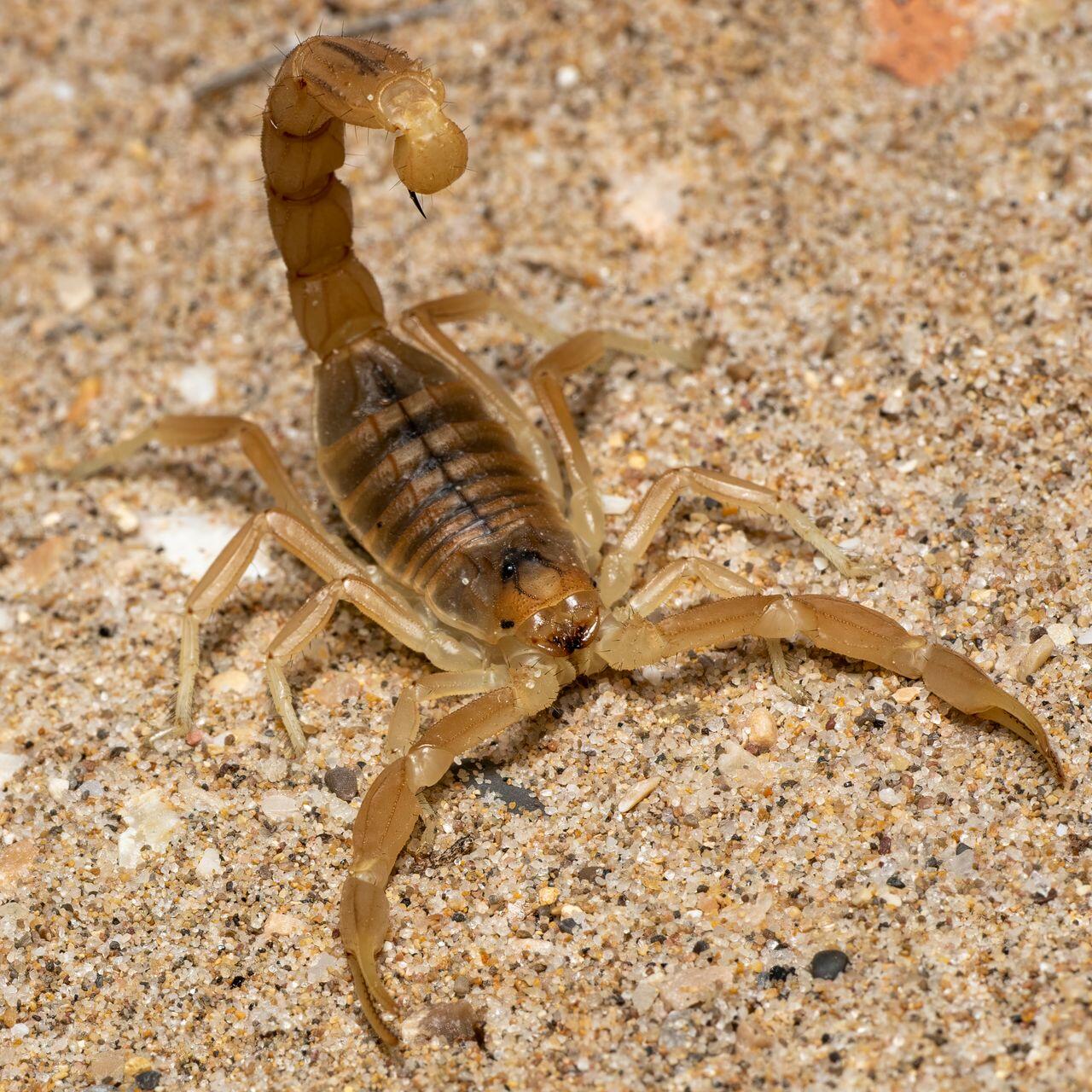 Skorpion