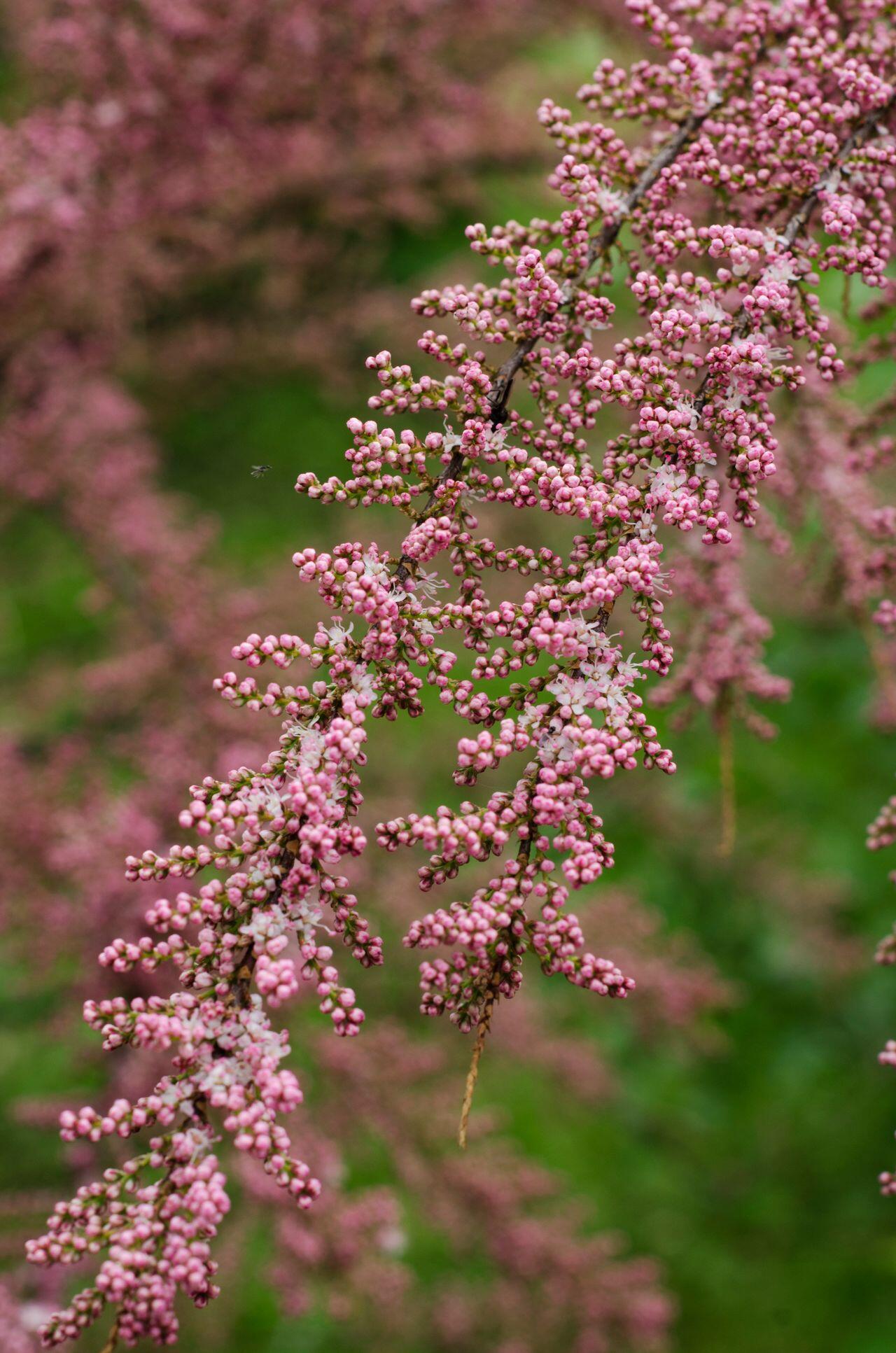 Ast der Tamariske mit rosa Blüten