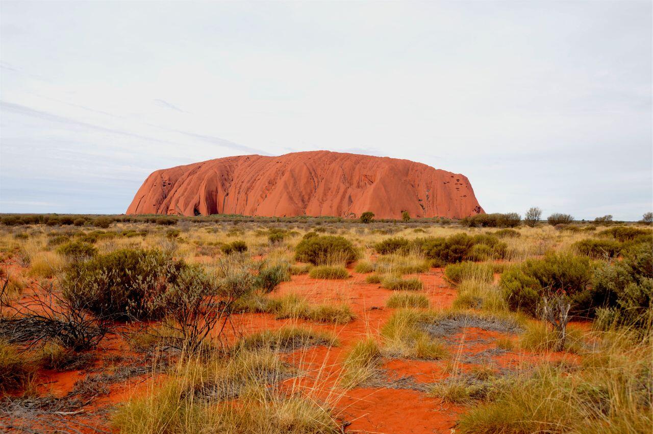 Der Uluru erhebt sich hinter flachem Boden mit Pflanzen