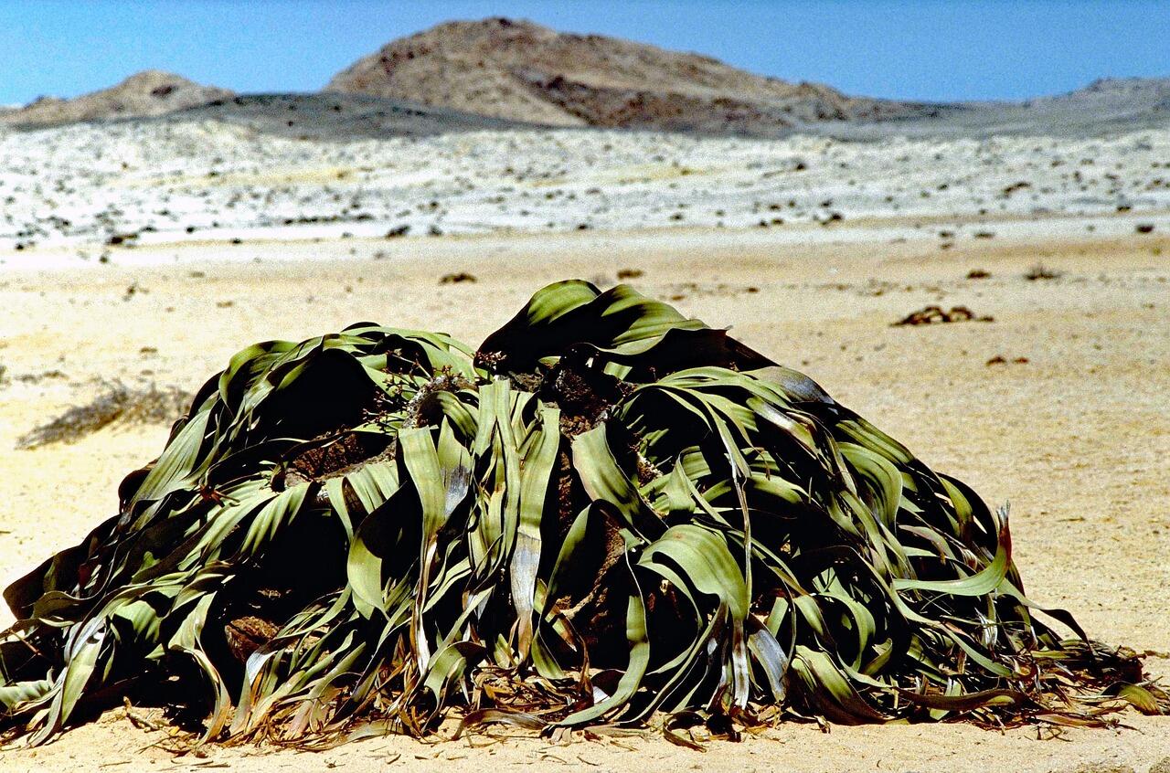 Welwitschie auf sandigem Boden vor einem Berg