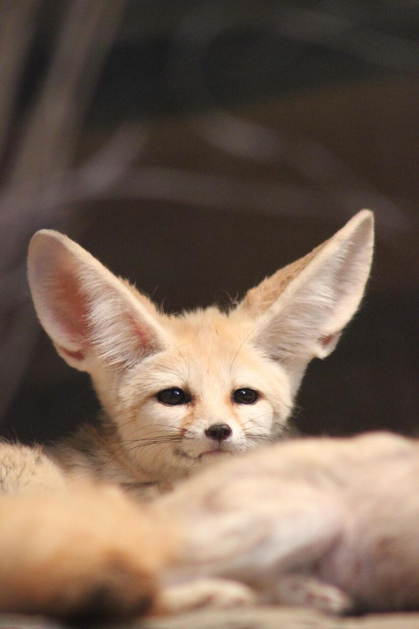 Wüstenfuchs