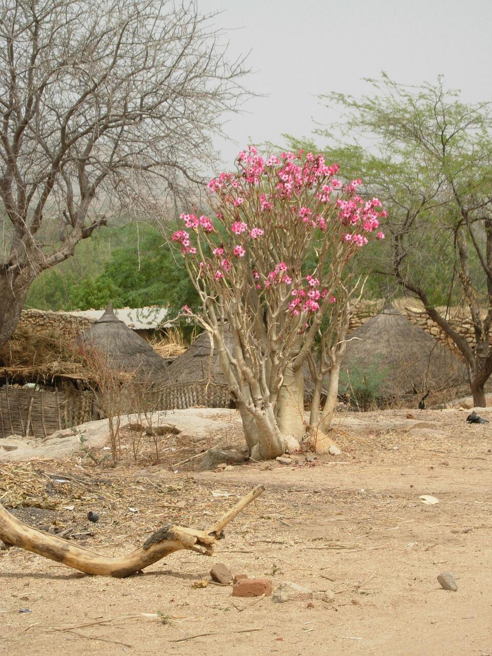 Wüstenrose auf sandigem Boden vor anderen Pflanzen
