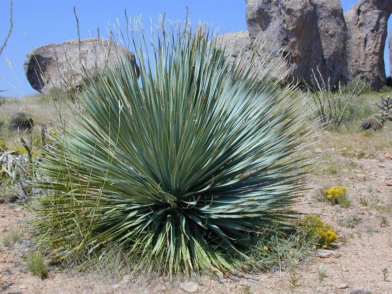 Yucca auf sandigem Boden vor Steinen
