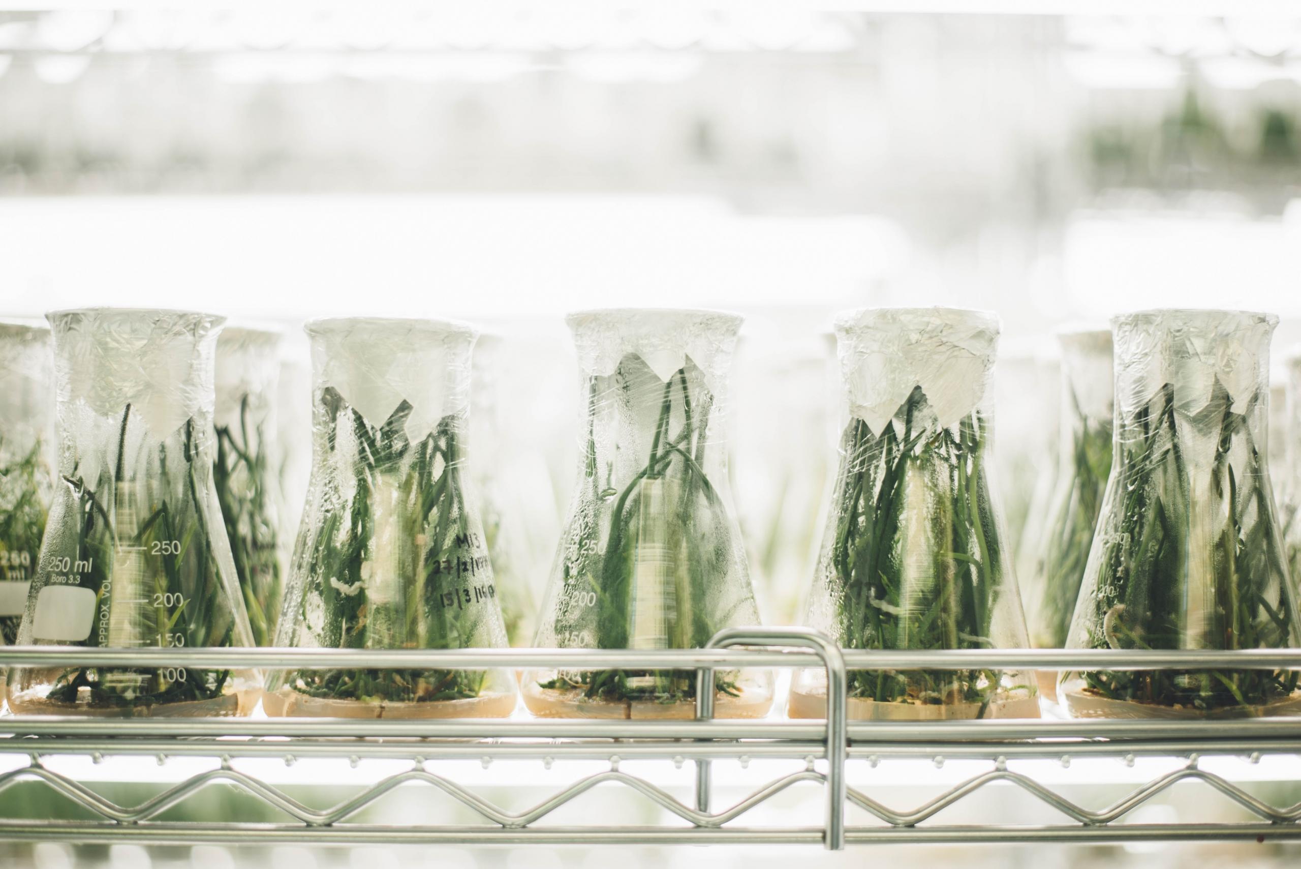 Få hjælp til biologi af en erfaren privatunderviser til din biologi uddannelse