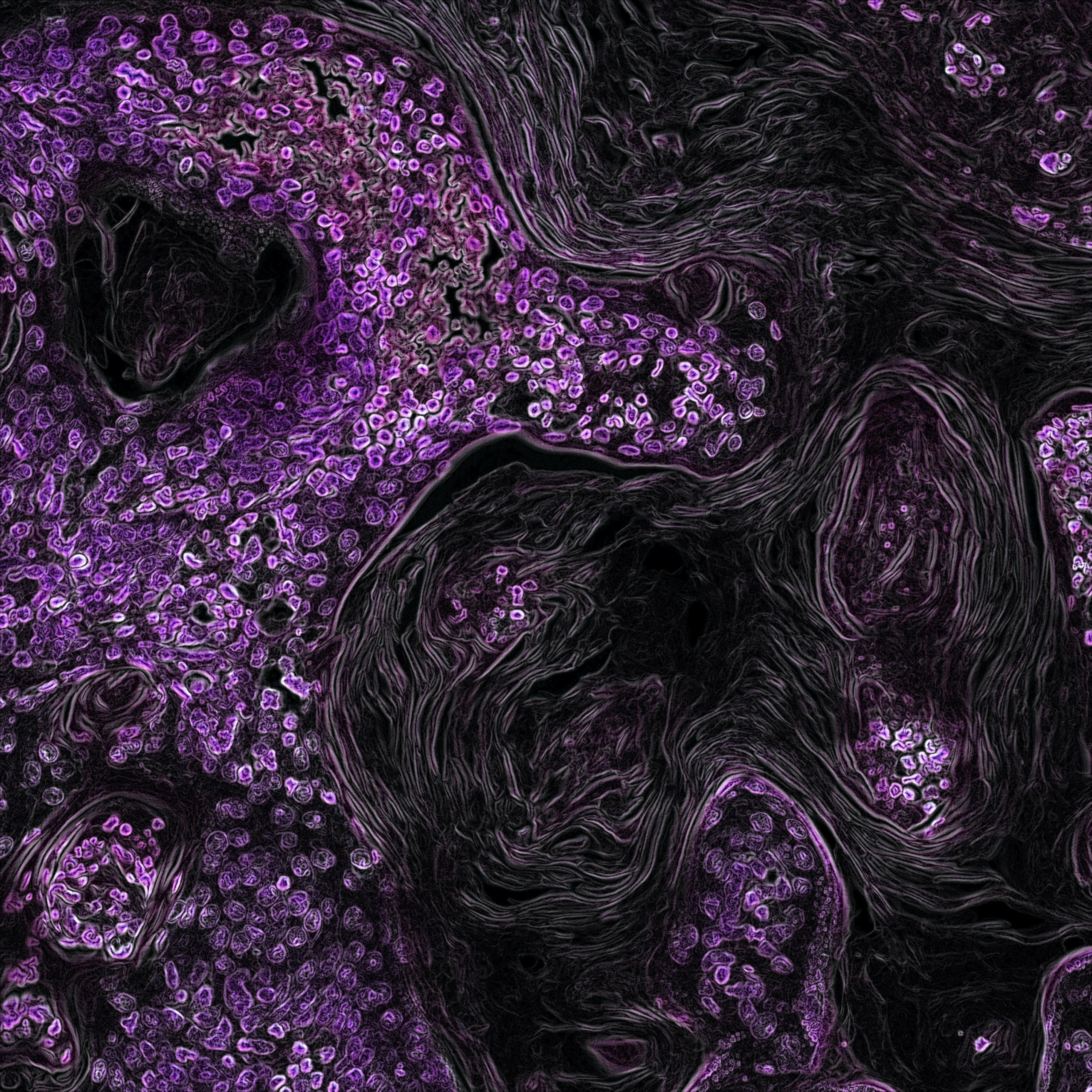 Biologiske cellers cellestruktur