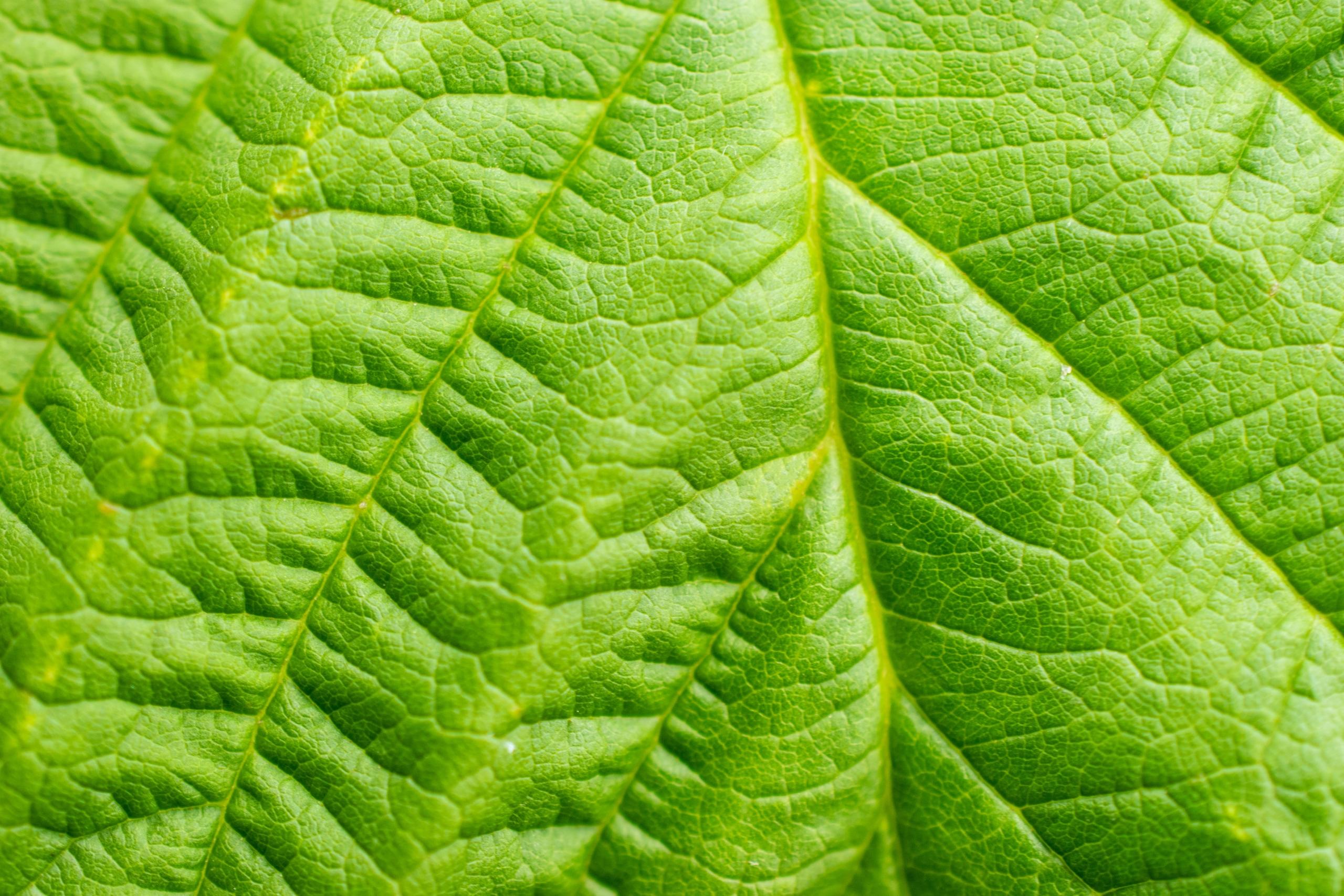 Et blad der får lys og laver fotosyntese som er en central del af plantebiologi
