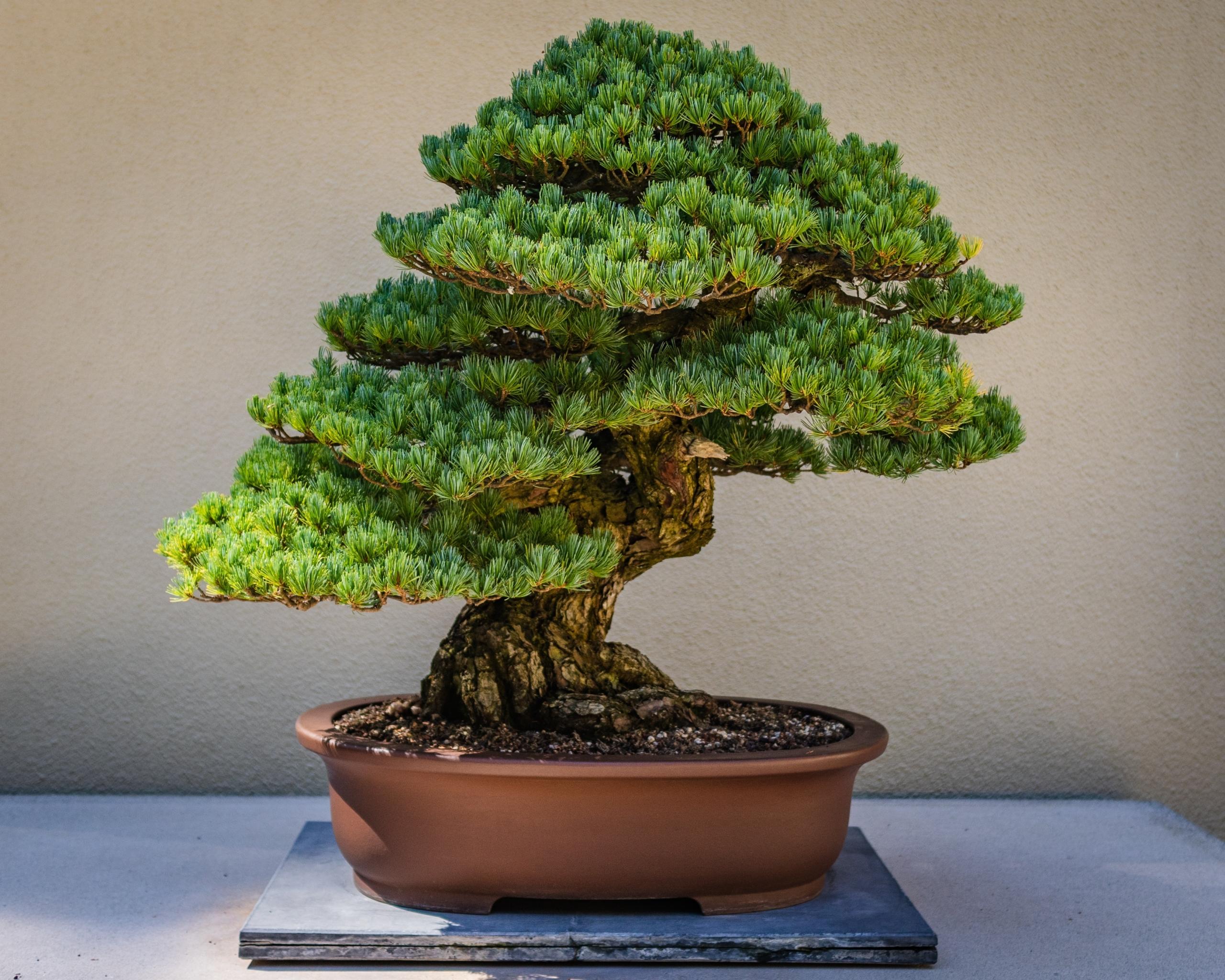 Et bonsai træ er ikke småt på grund af plantehormoner