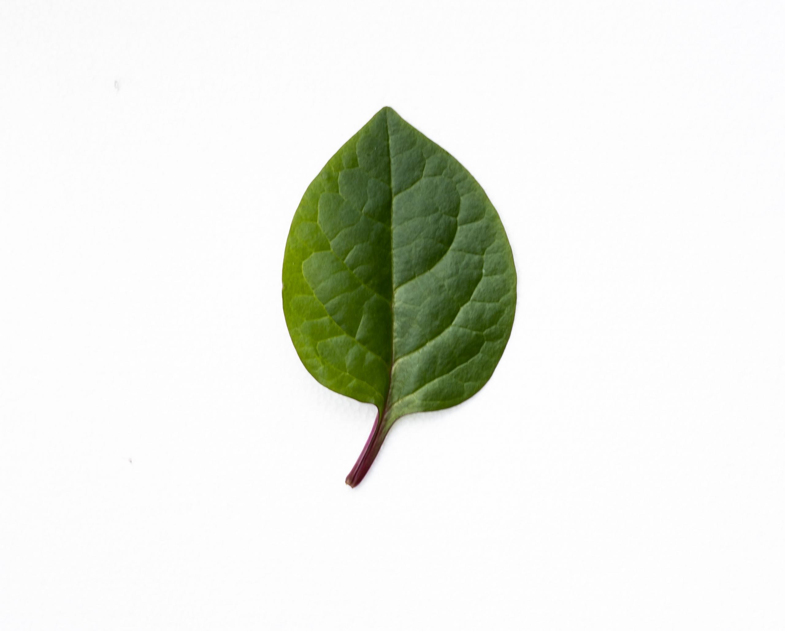 Et blad er ikke bare et blad. Et blad opbygning og funktion er en vigtig del af naturen