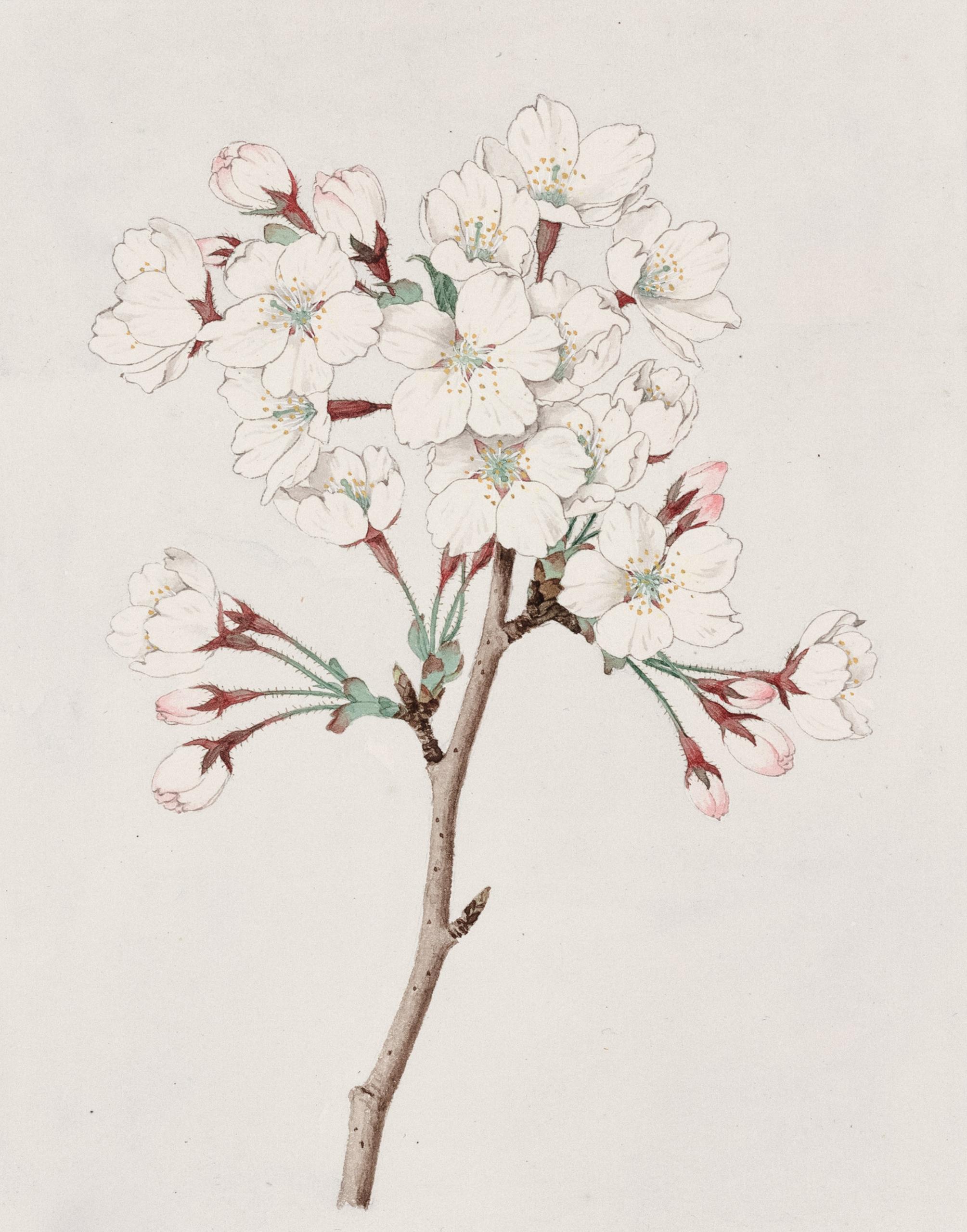 En hurtig tegning af en blomst