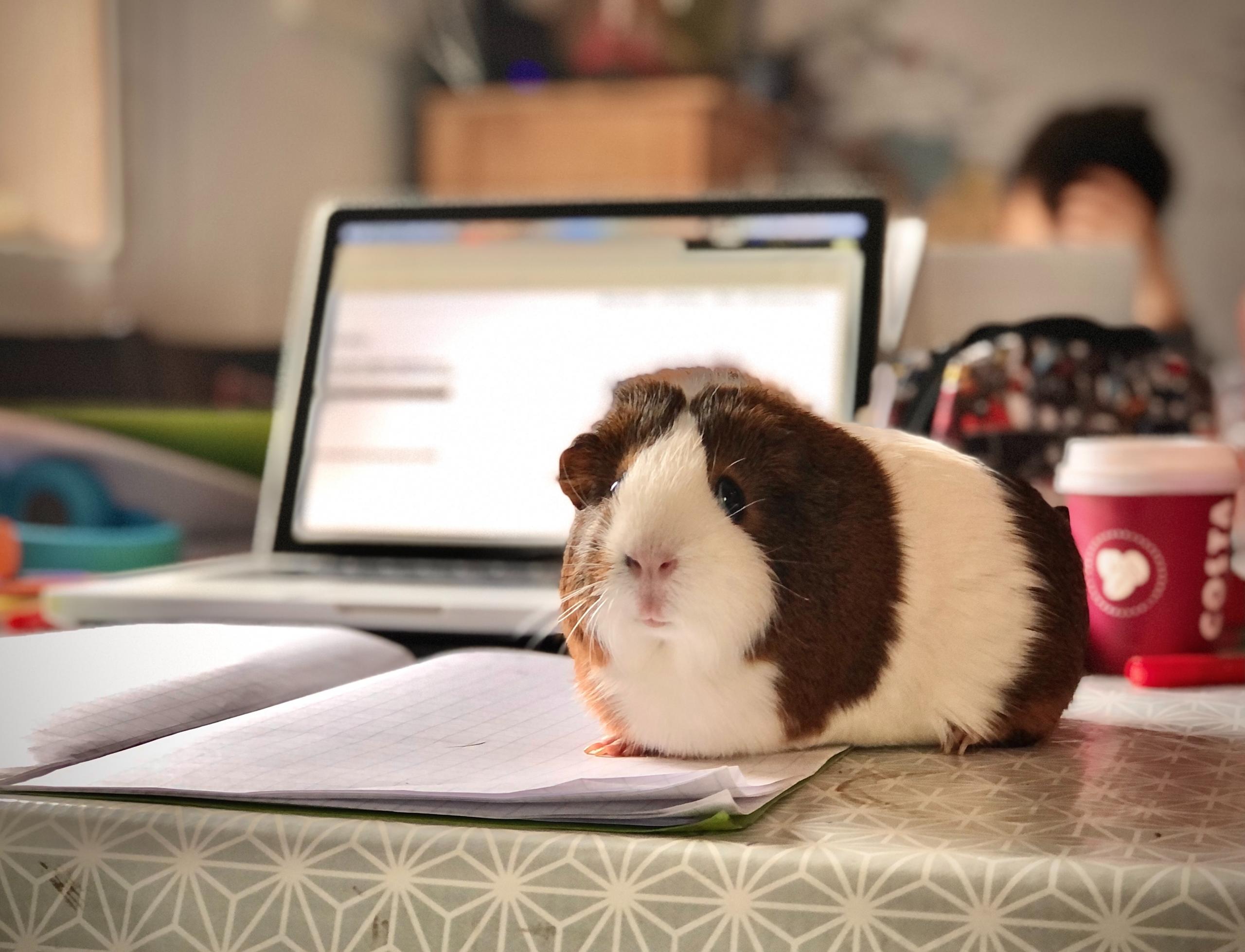 Et marsvin foran en computer
