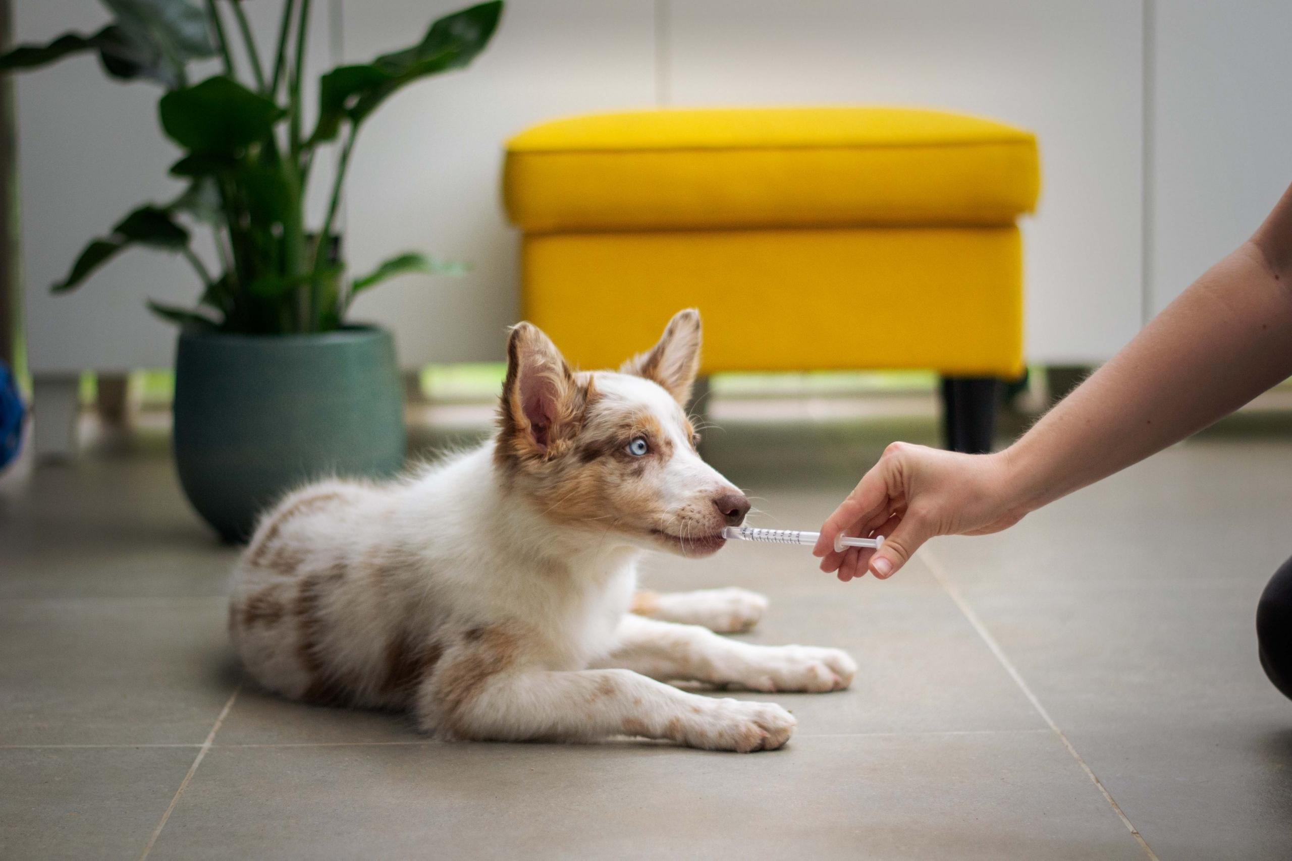 En hund som er til dyrelæge