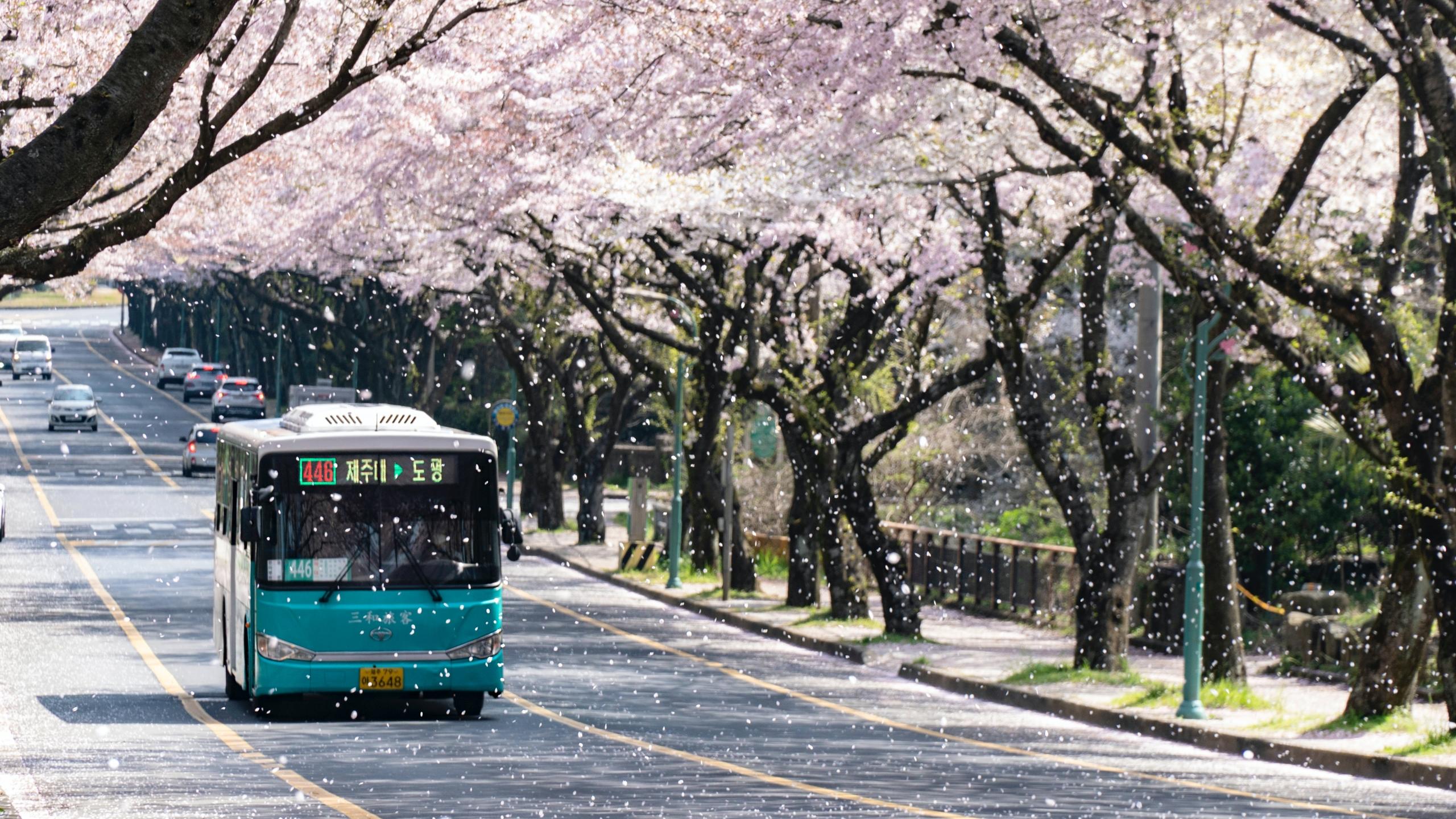 En bus i korea