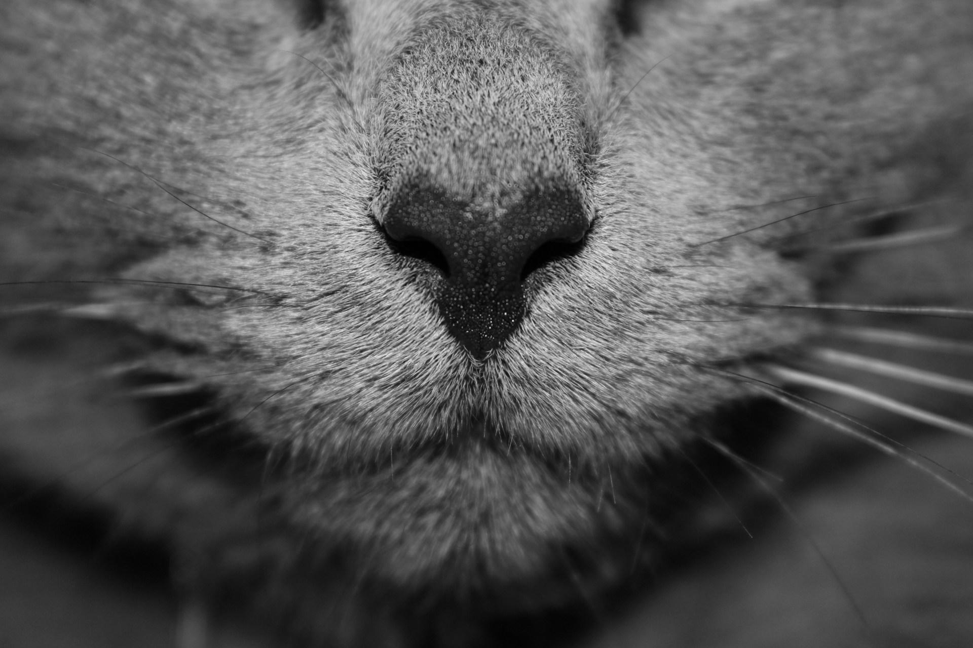 En kat