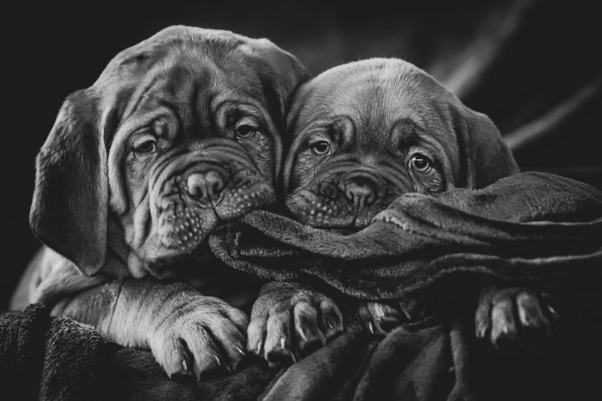 Hunde