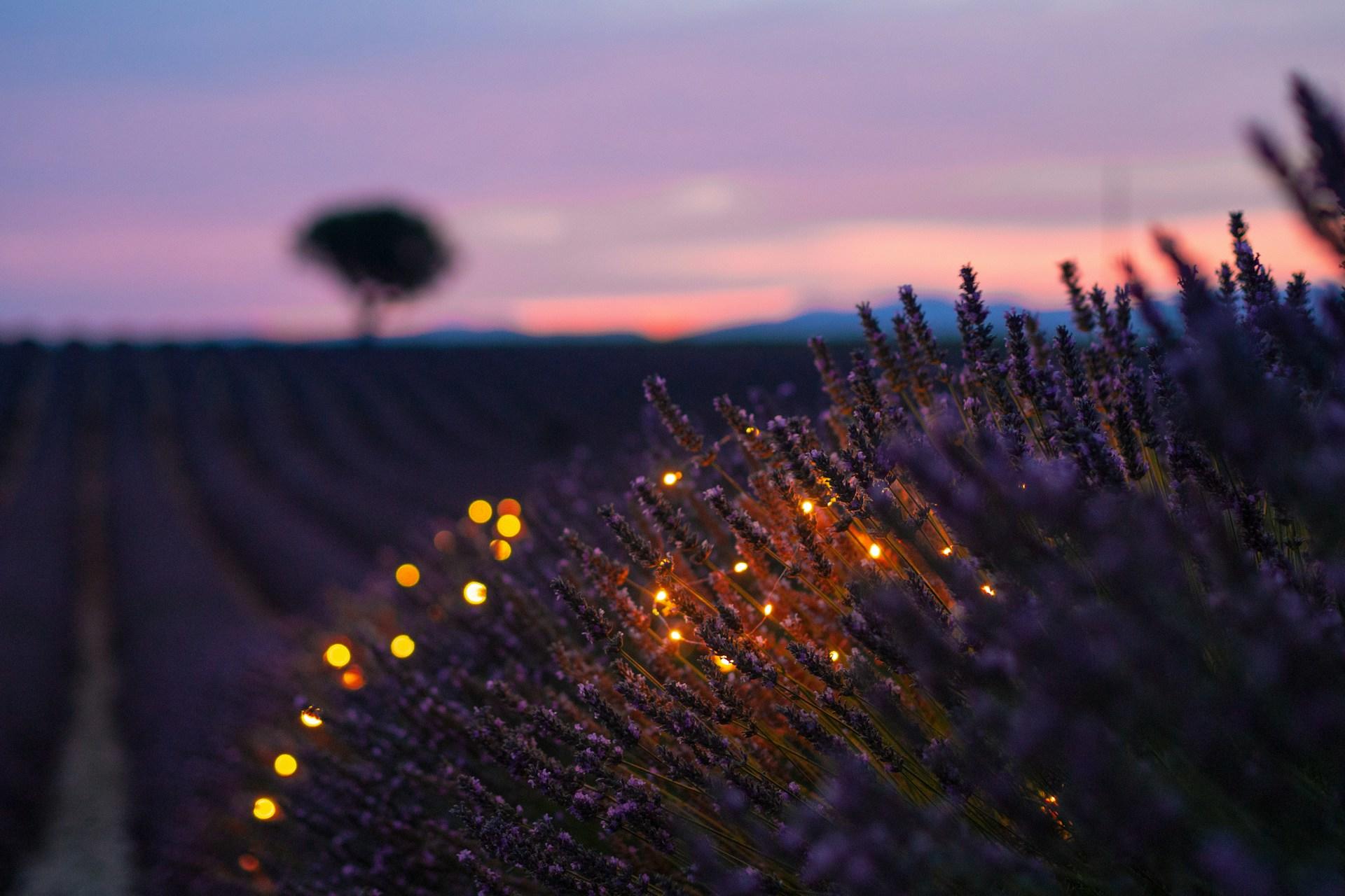 Lavendel