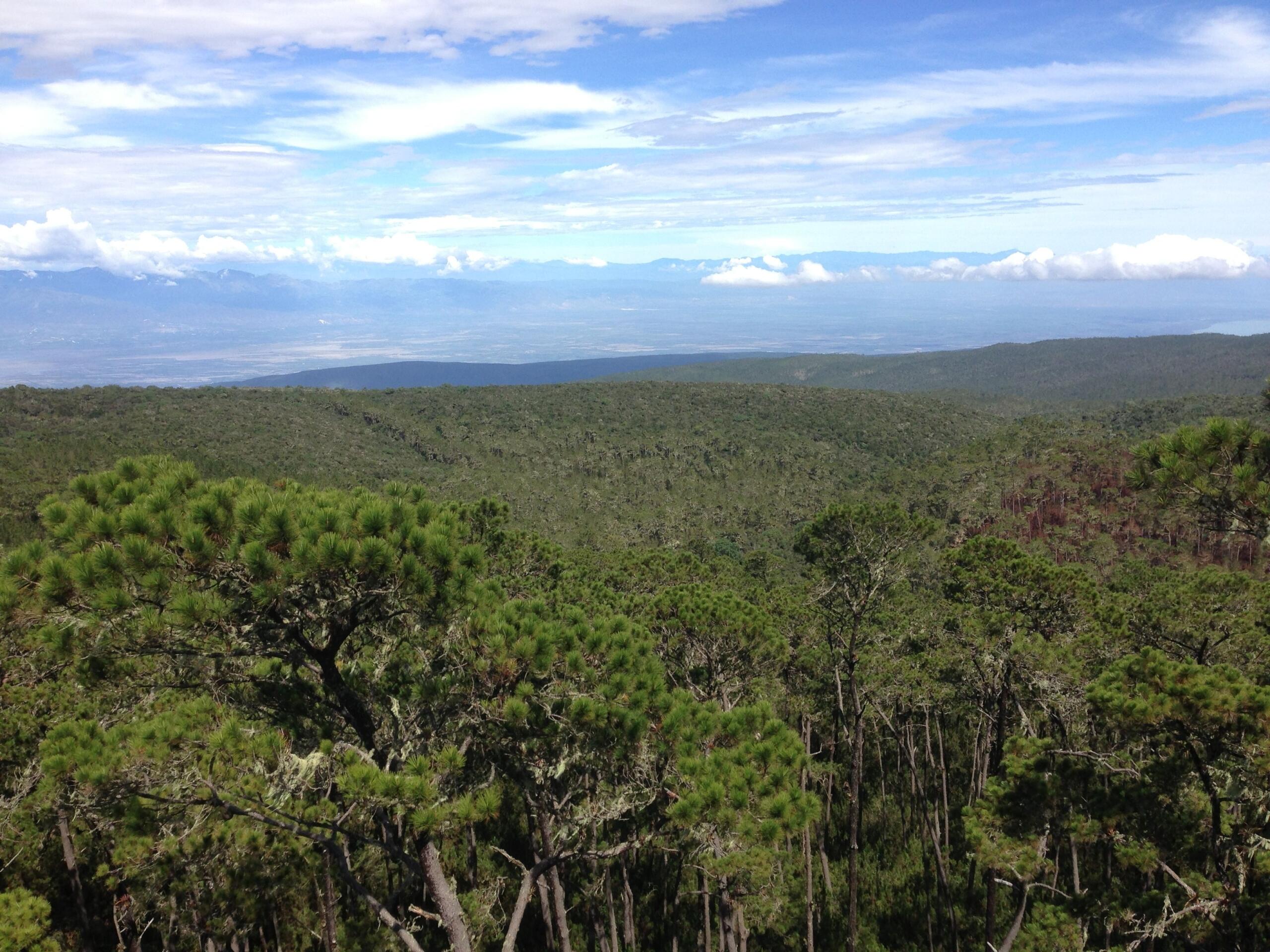 Panorámica de la Sierra de Bahoruco con un extenso bosque de pinos verdes sobre colinas onduladas, al fondo montañas distantes bajo un cielo parcialmente nublado con claros de azul.