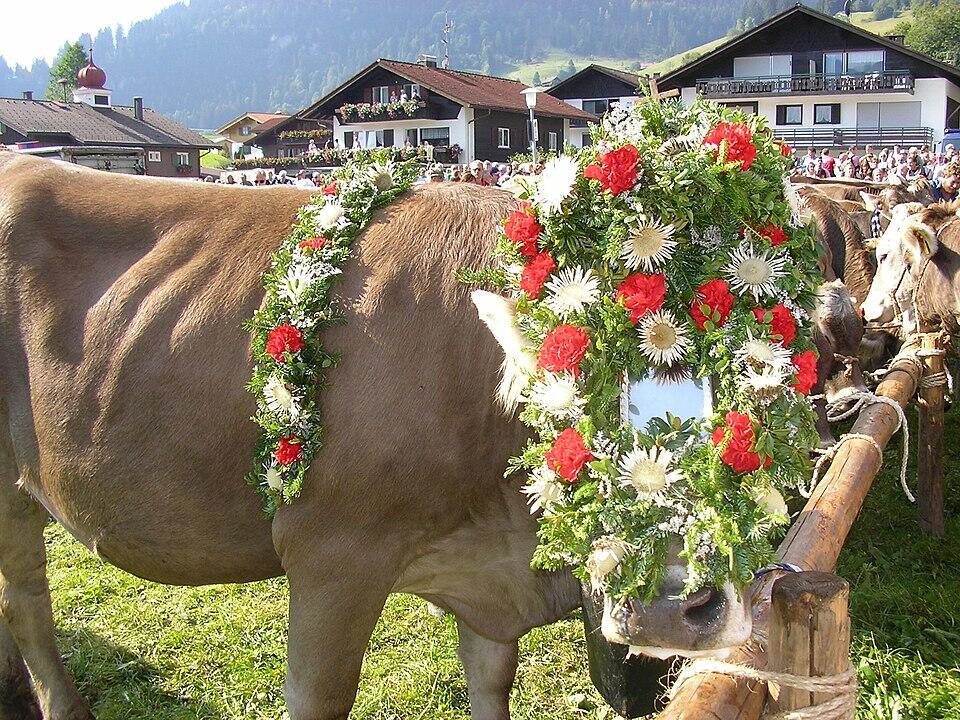 Eine Kuh mit Kranz geschmückt