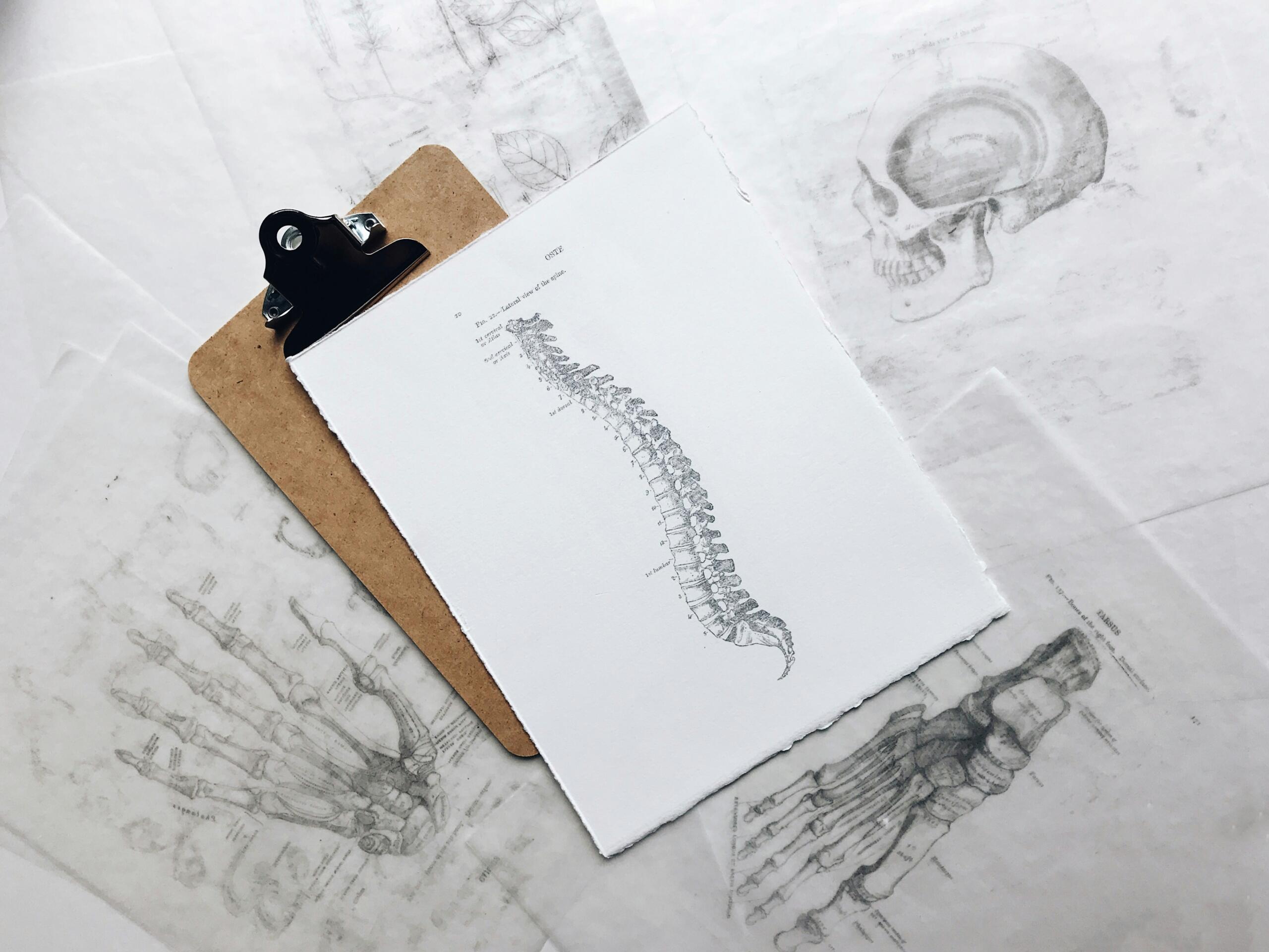 anatoomiline sketš inimese selgroost ja teistest kehaosadest