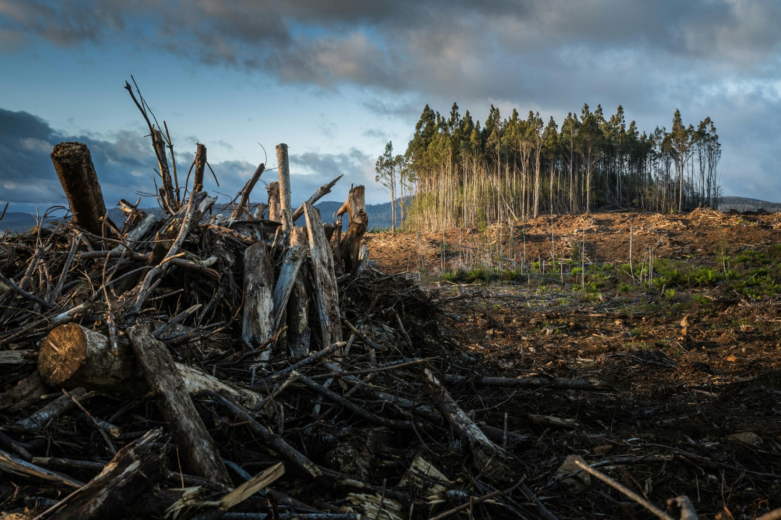 metsahävingu tagajärjel laastatud maastik ja raiutud puud