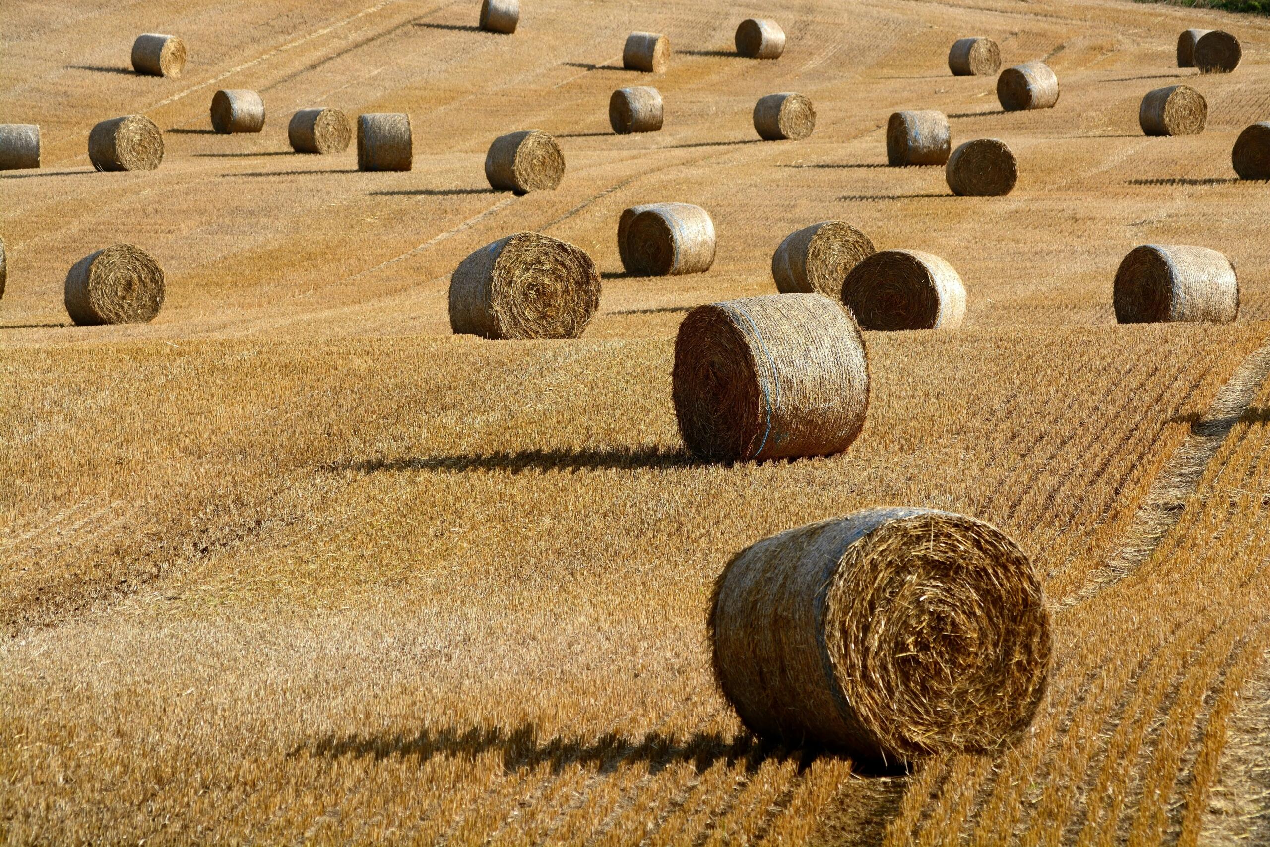 heinapallid värskelt niidetud põllumaal