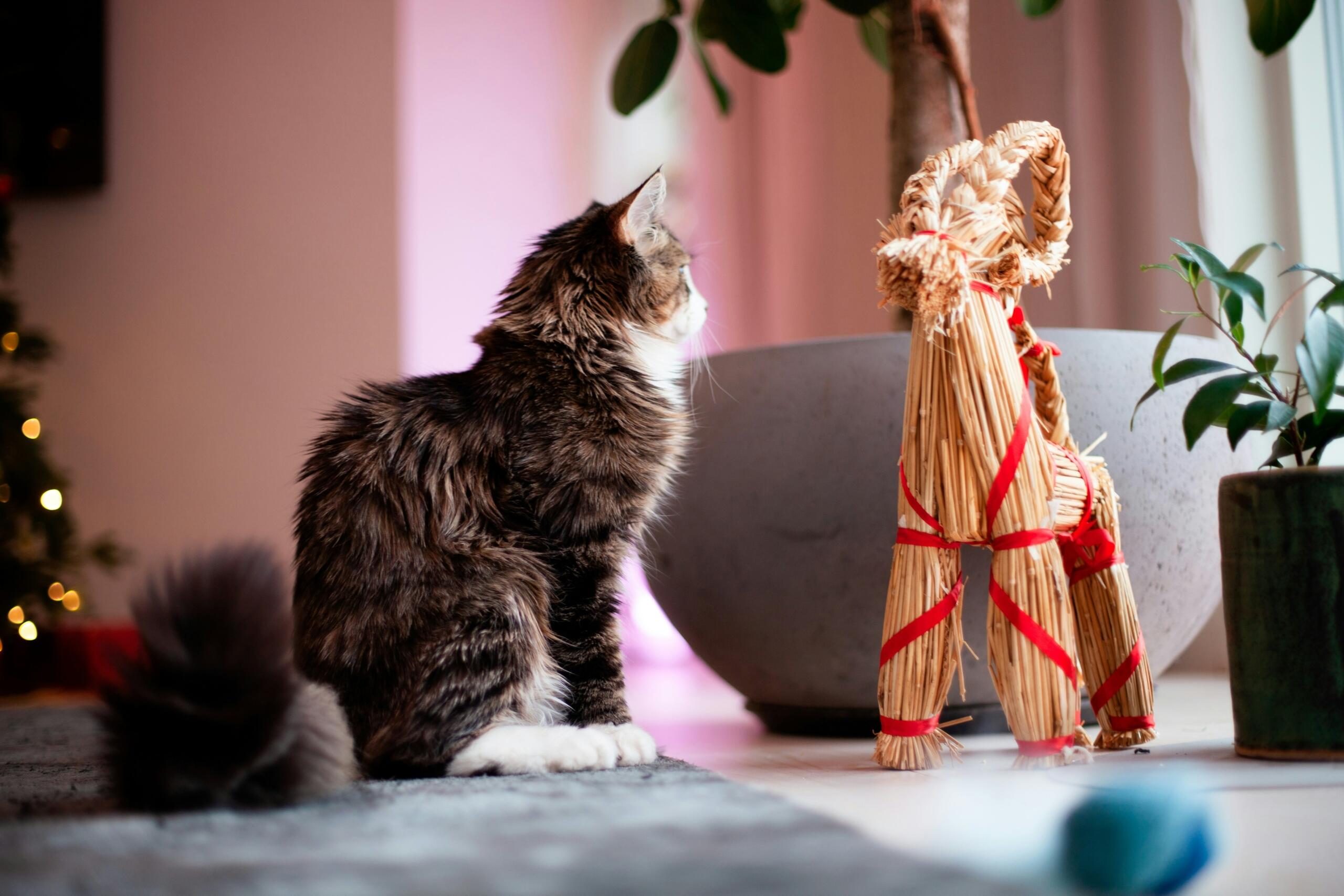 Kass istub õlest valmistatud jõulusoku kõrval