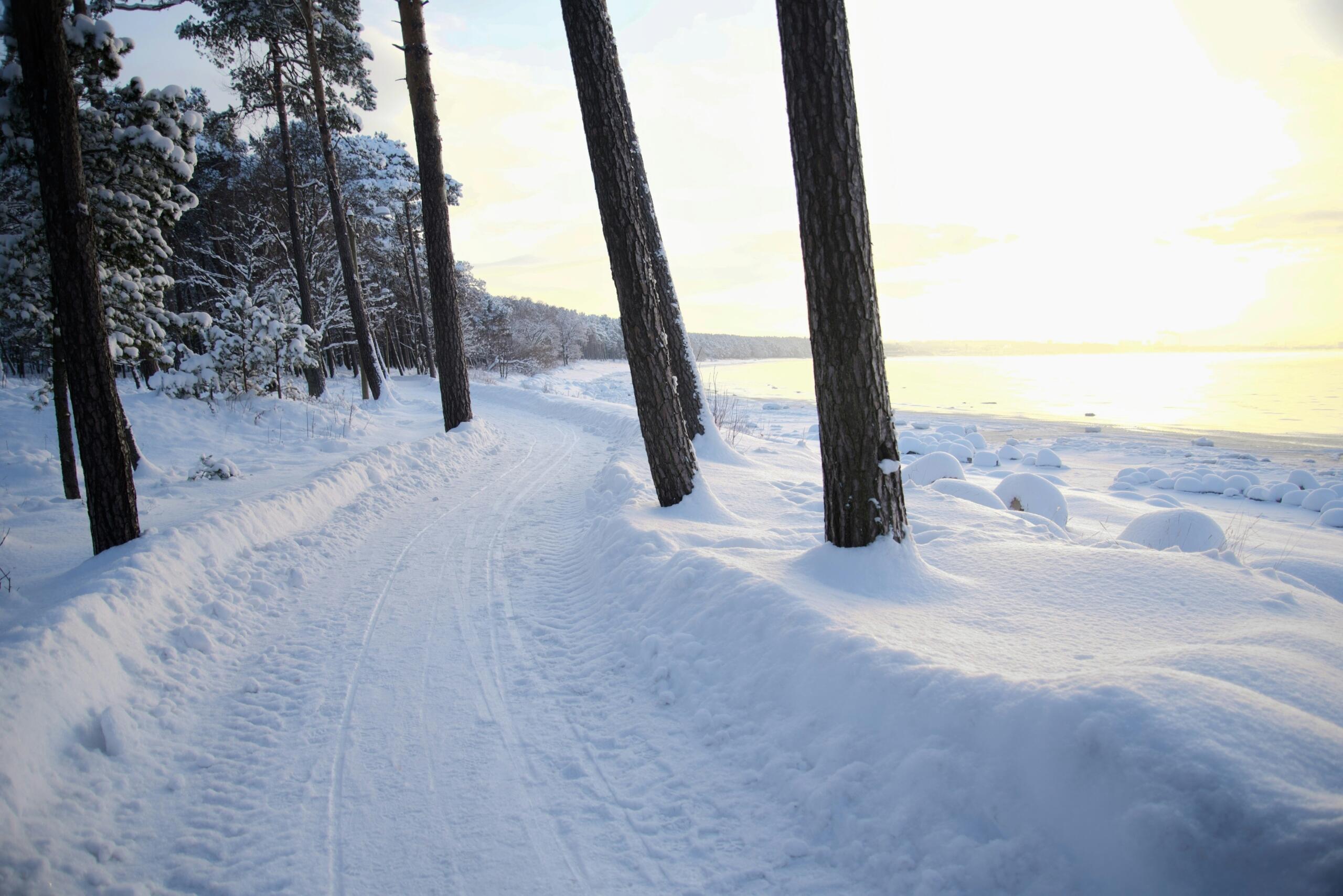 Lumine rannarada männimetsa ja jäätunud mere ääres madala talvepäikese valguses
