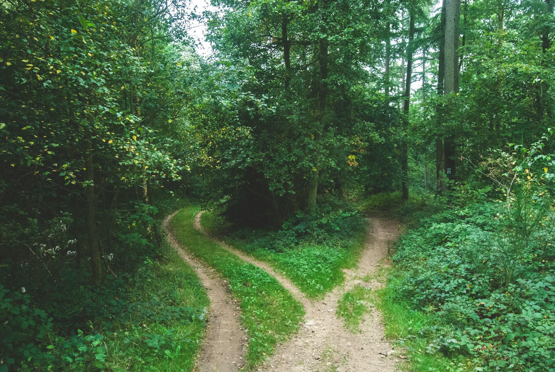 Bosque con dos caminos.