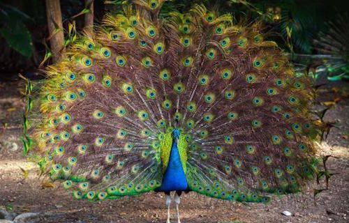 Los españoles somos orgullosos.