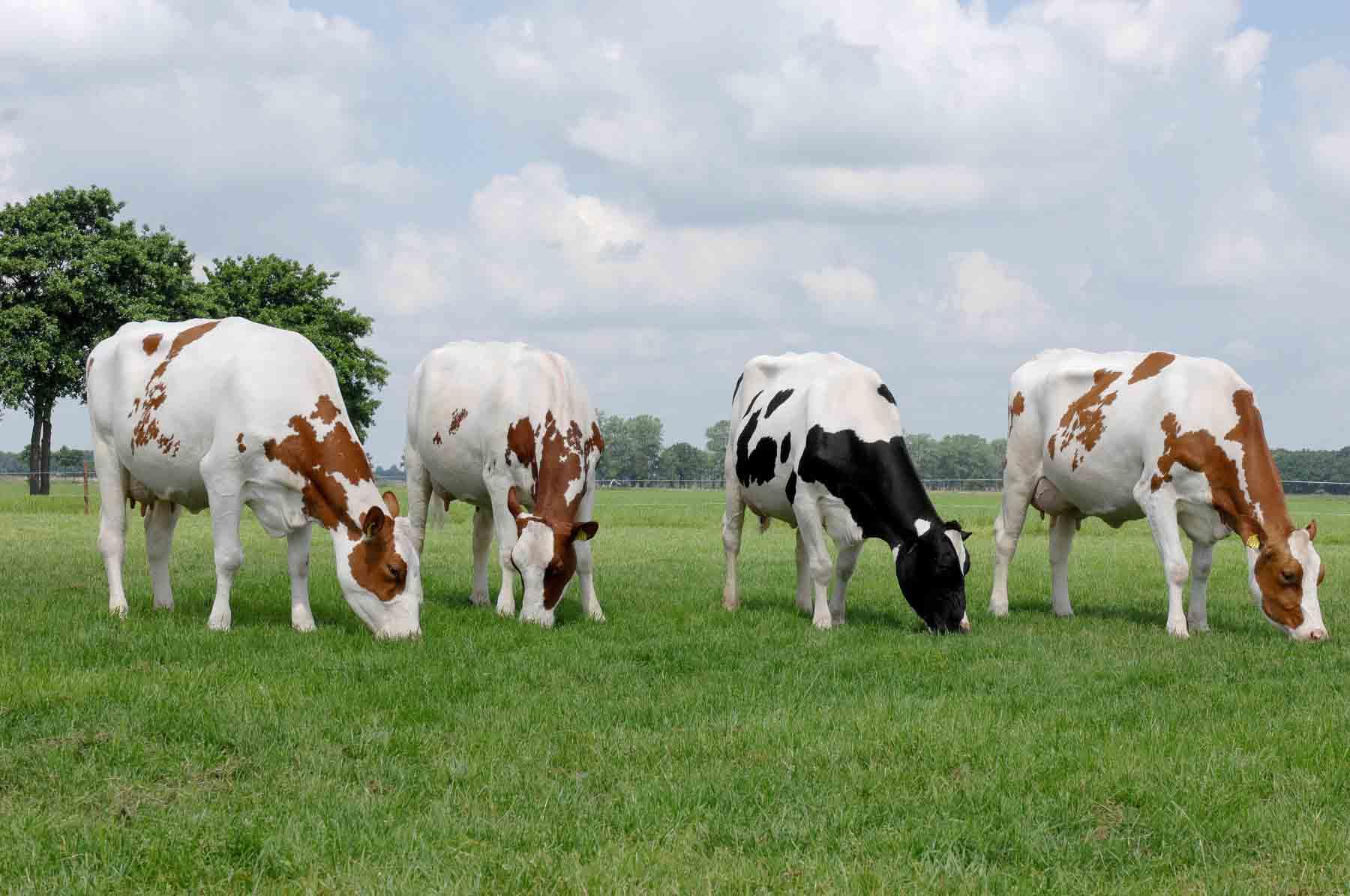 Vaca alemana.